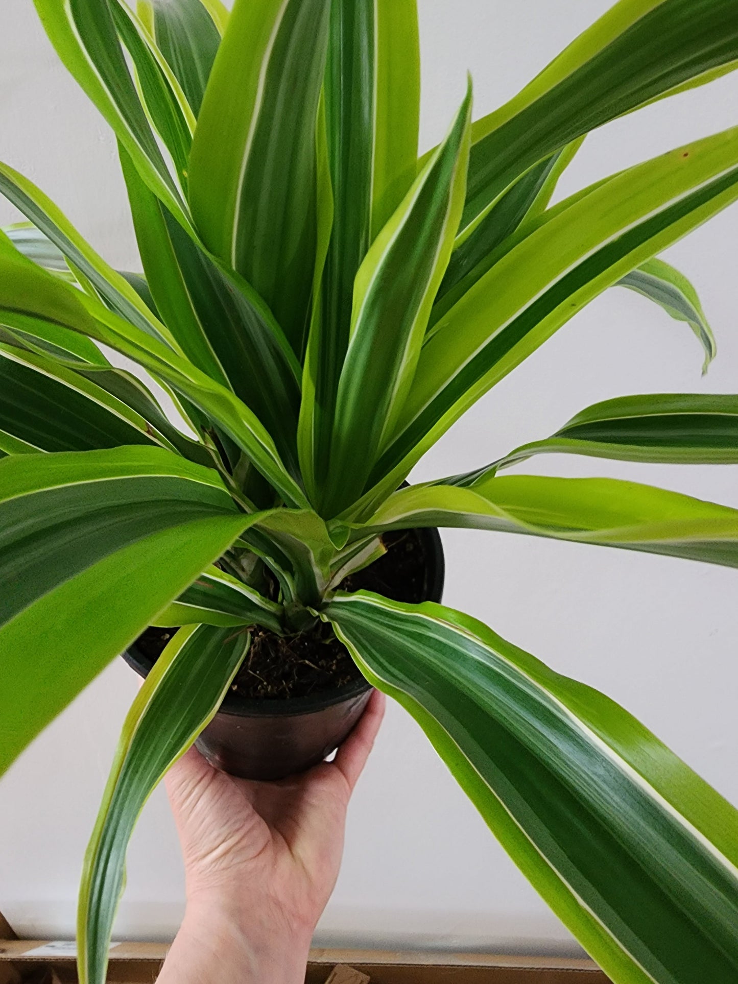 Dracaena - 12cm/5"