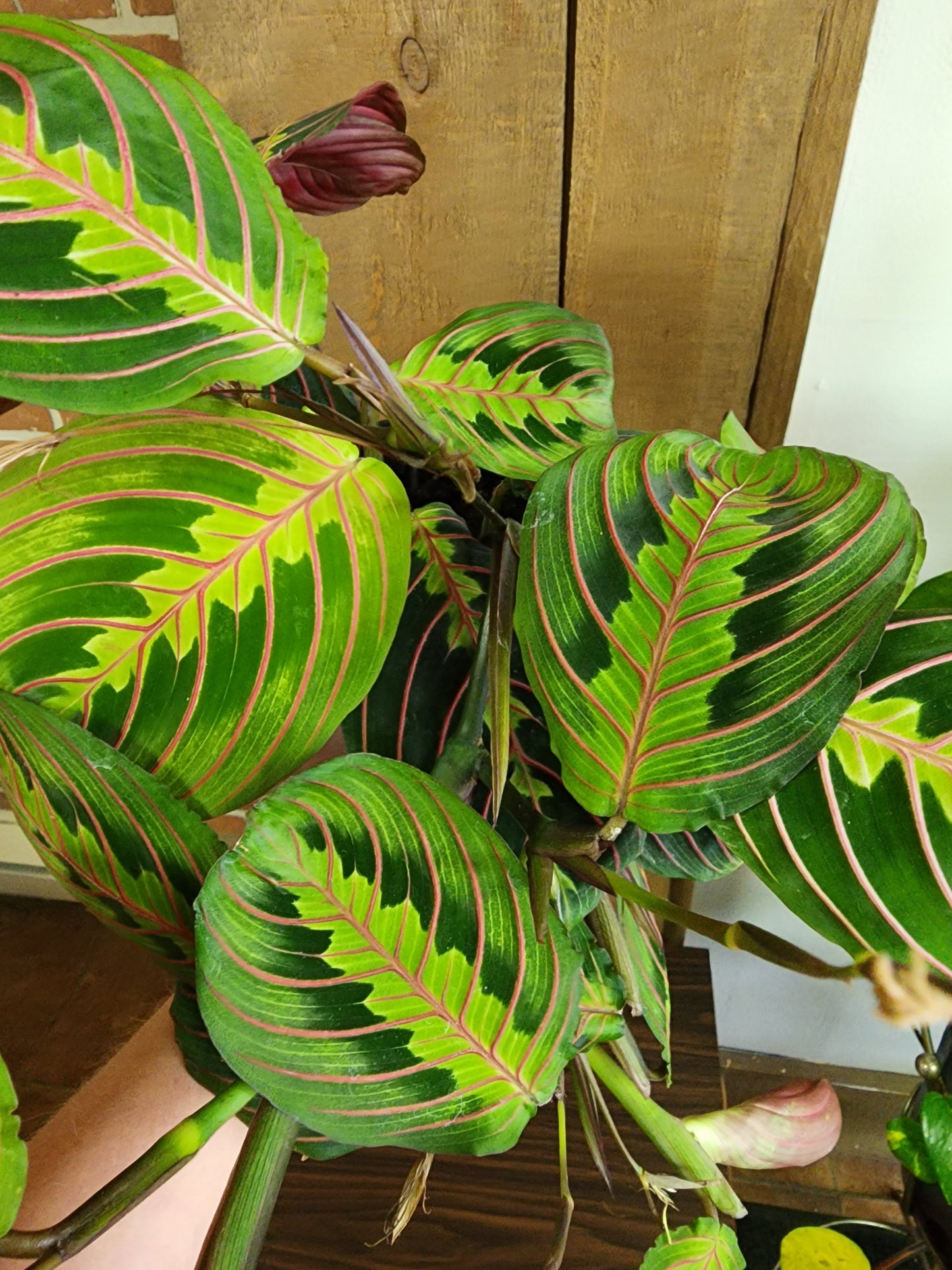 Maranta Red Prayer Plant - 12cm/5in.