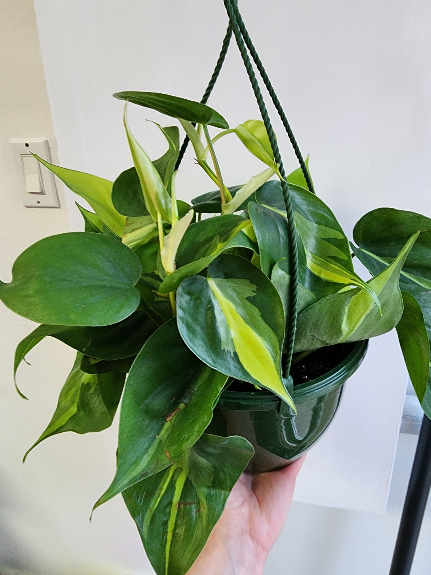 Philodendron Brasil - 16cm/6.5in. HB