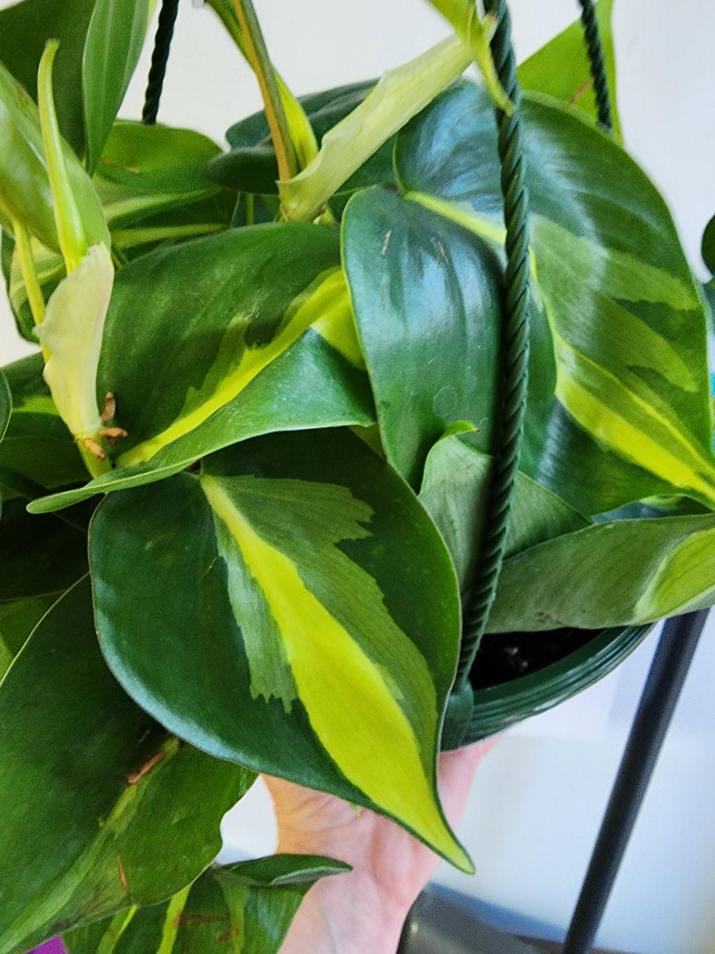 Philodendron Brasil - 16cm/6.5in. HB