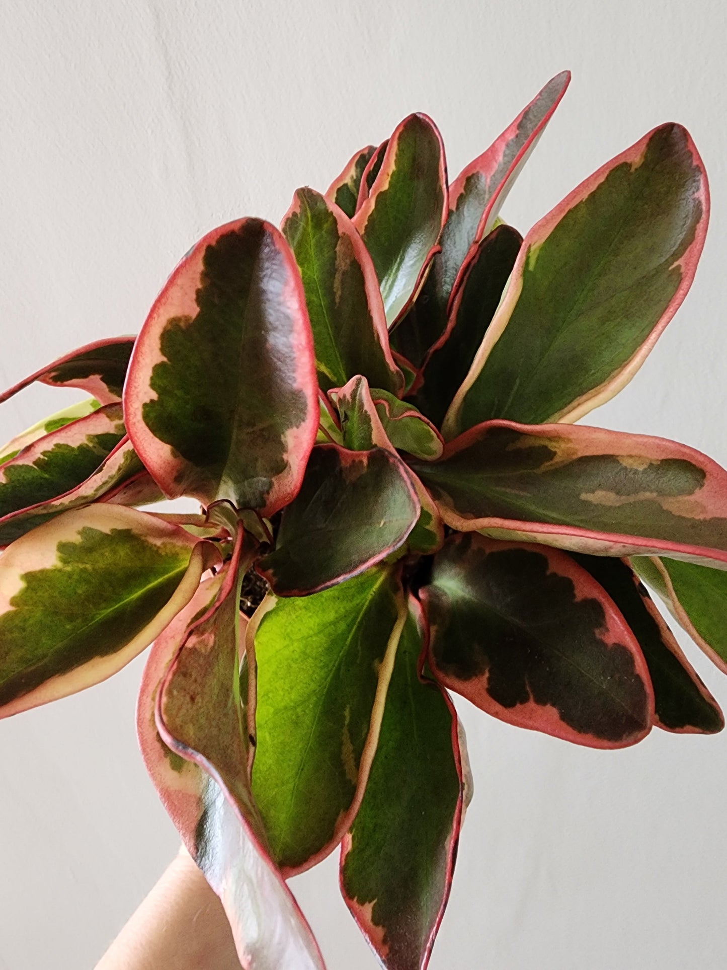 Peperomia Ginny - 10cm/4in.