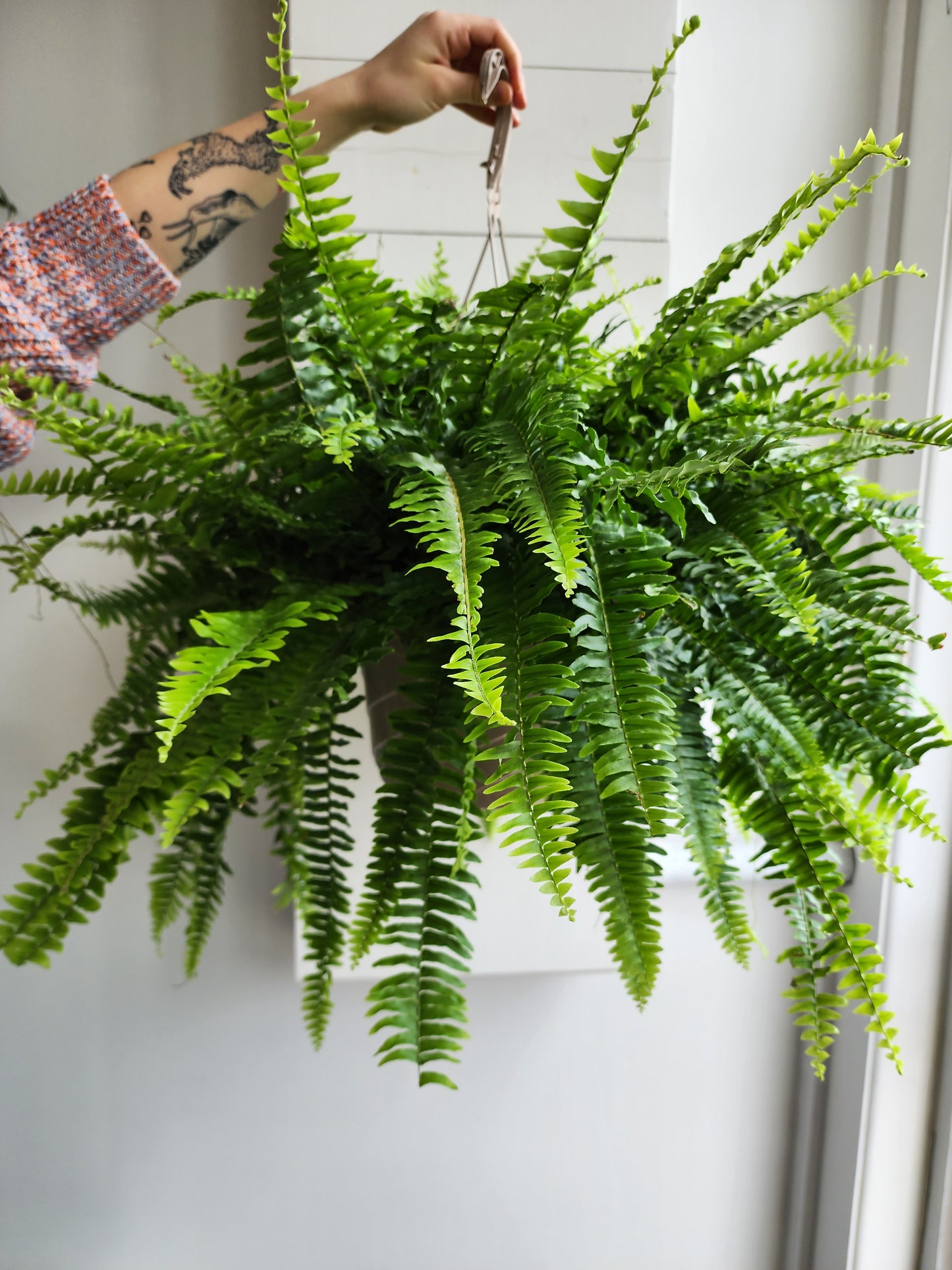 Boston Fern - 21cm/8.5in HB