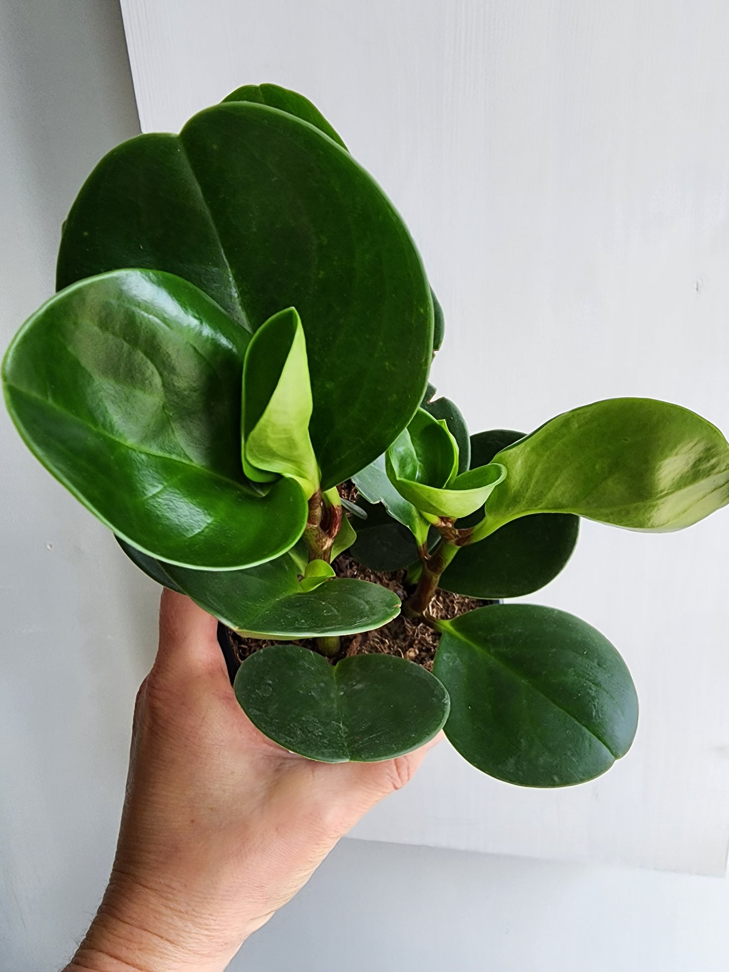 Peperomia Obtusifolia Green- 10cm/4in.