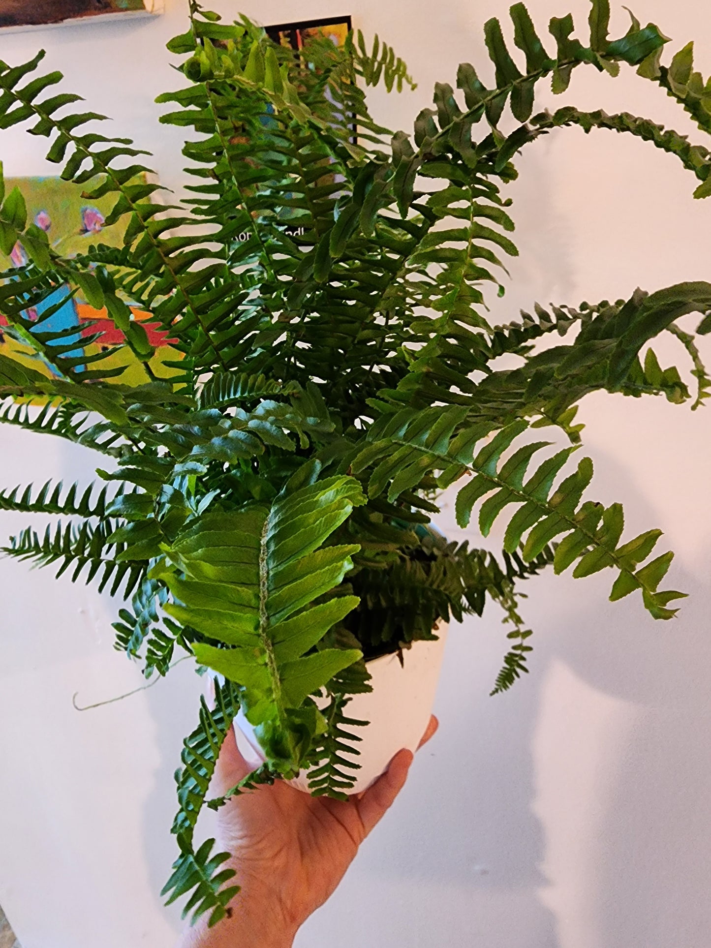 Boston Fern - 12cm/5"
