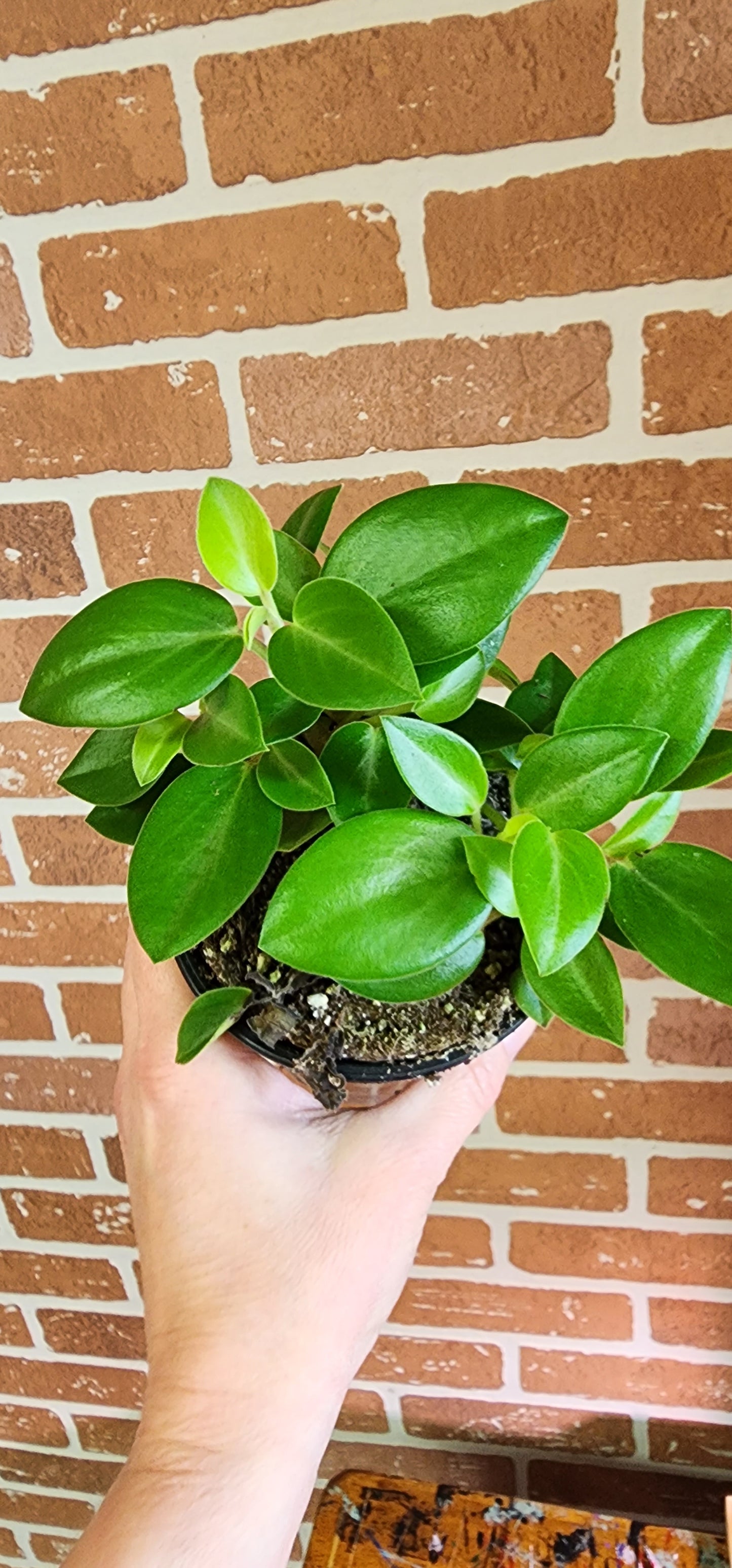 Peperomia Amigo - 10cm/4in.