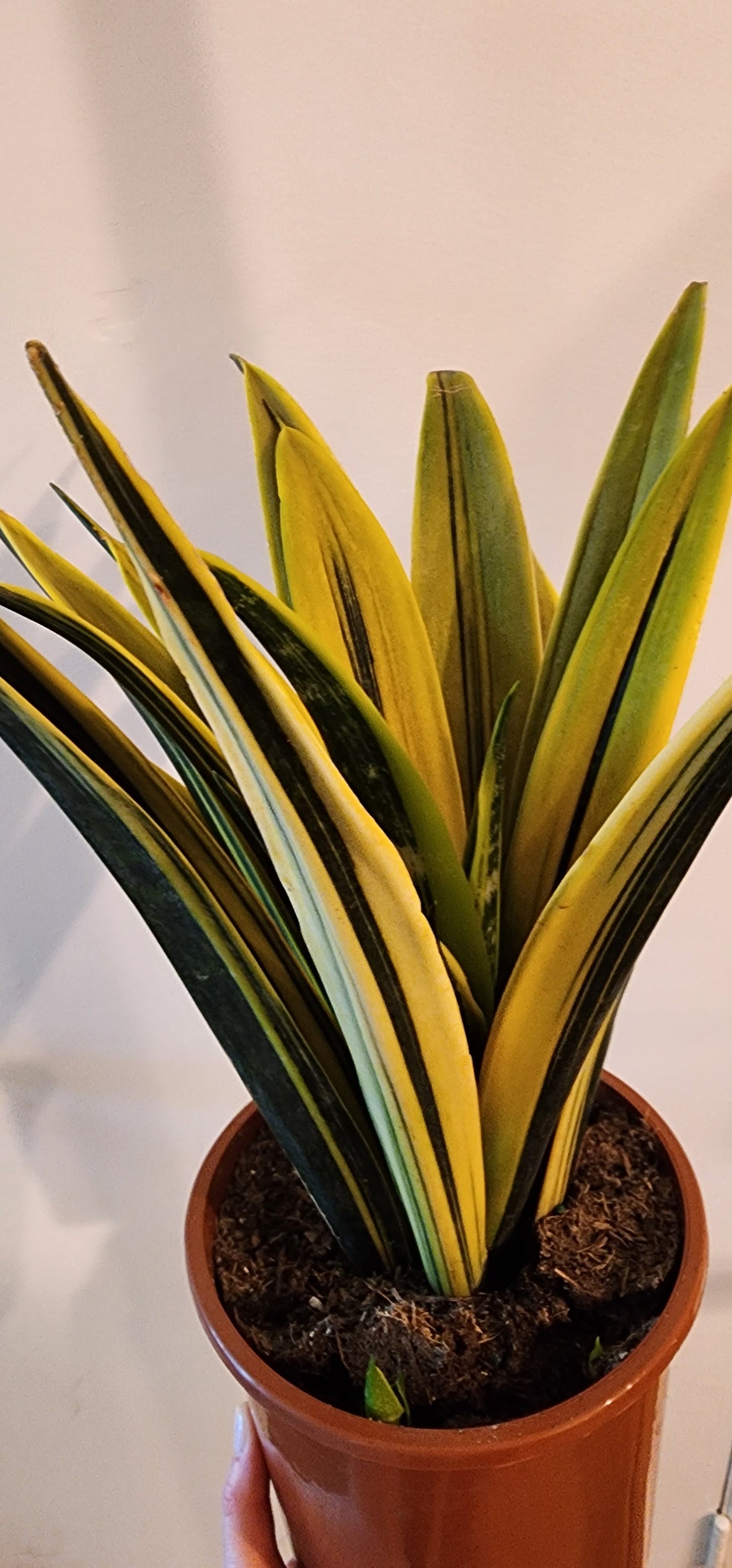 Sansevieria Golden Flame - 12cm/5in.