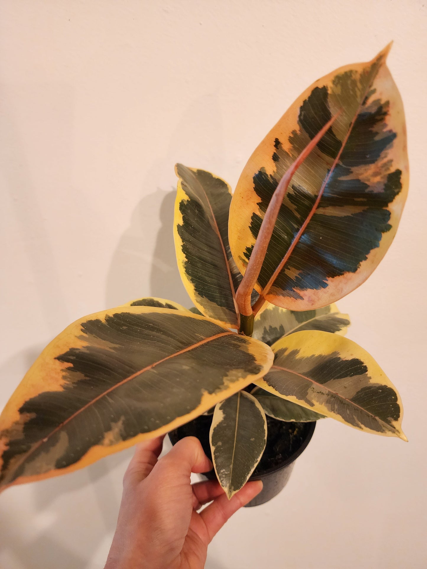 Ficus Elastica Tineke - 9cm/3.5in.