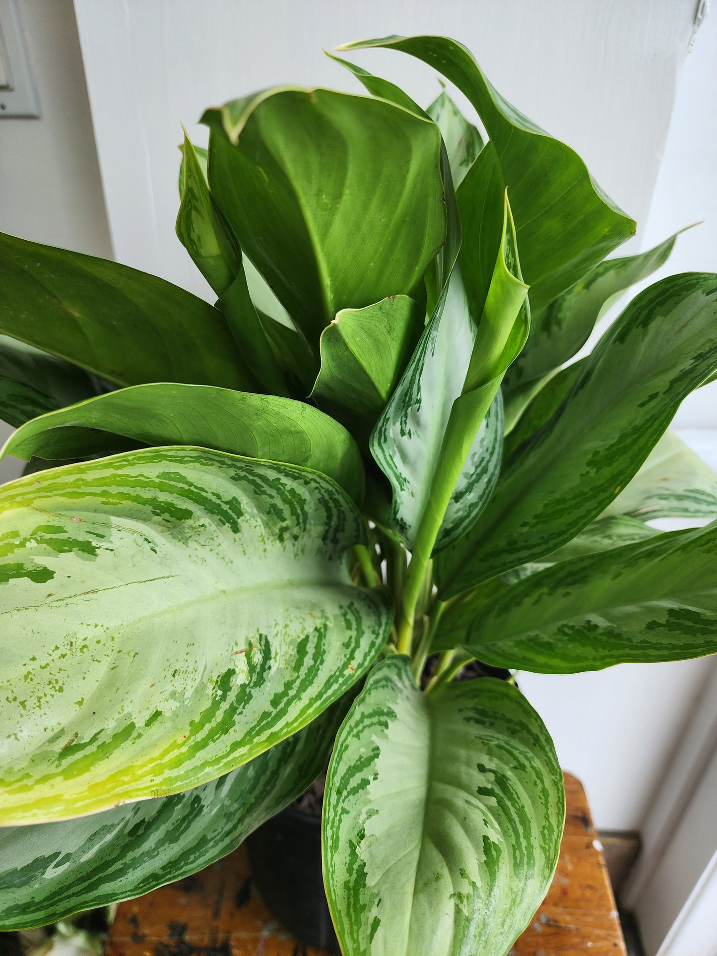 Aglaonema Silver Bay 25cm/10in