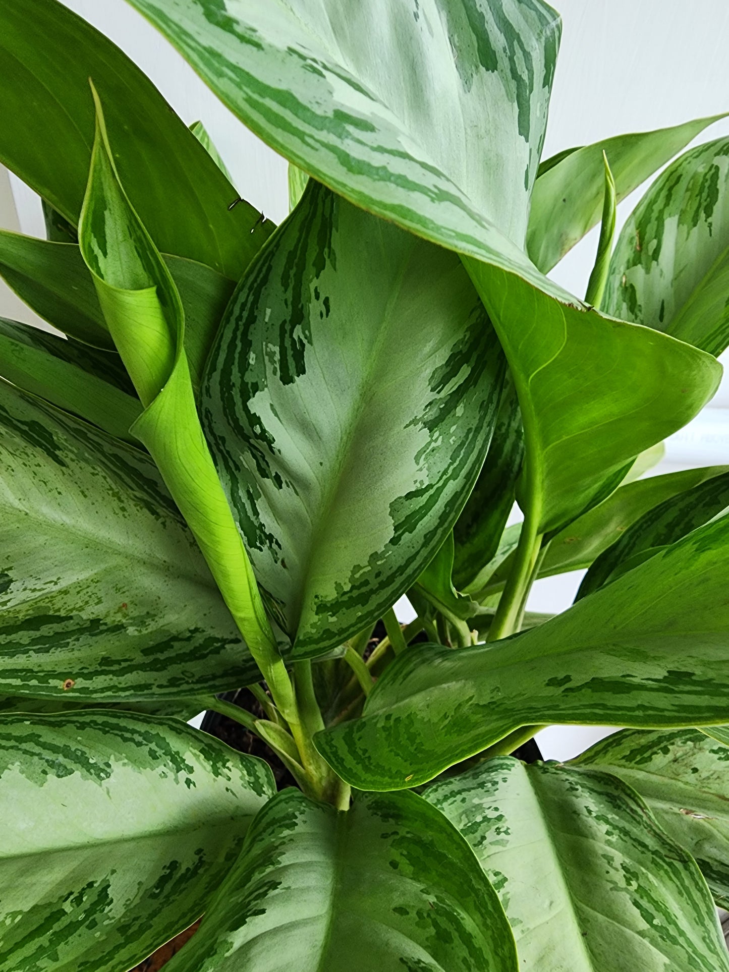 Aglaonema Silver Bay 25cm/10in