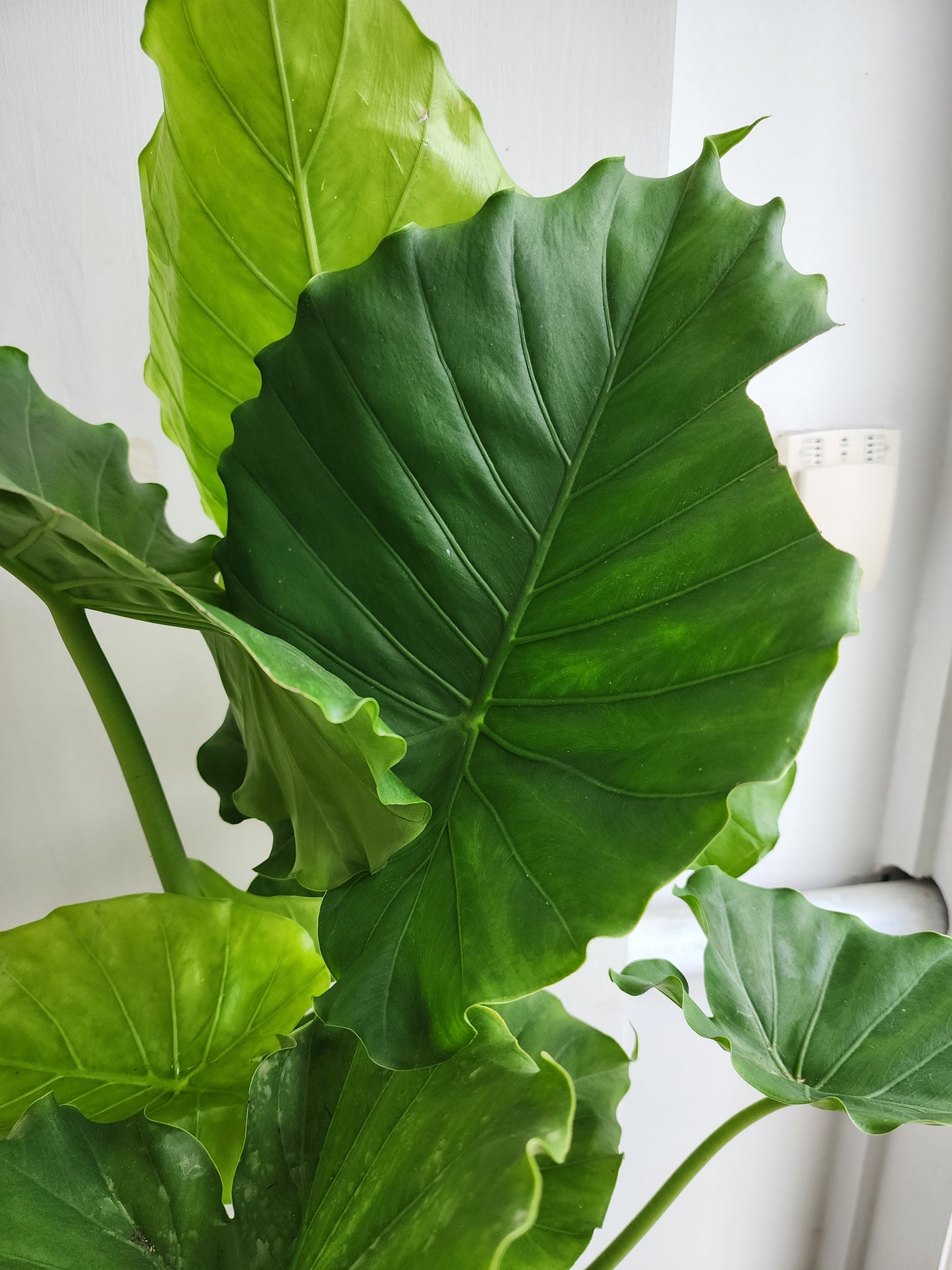 Alocasia California - 25cm/10in