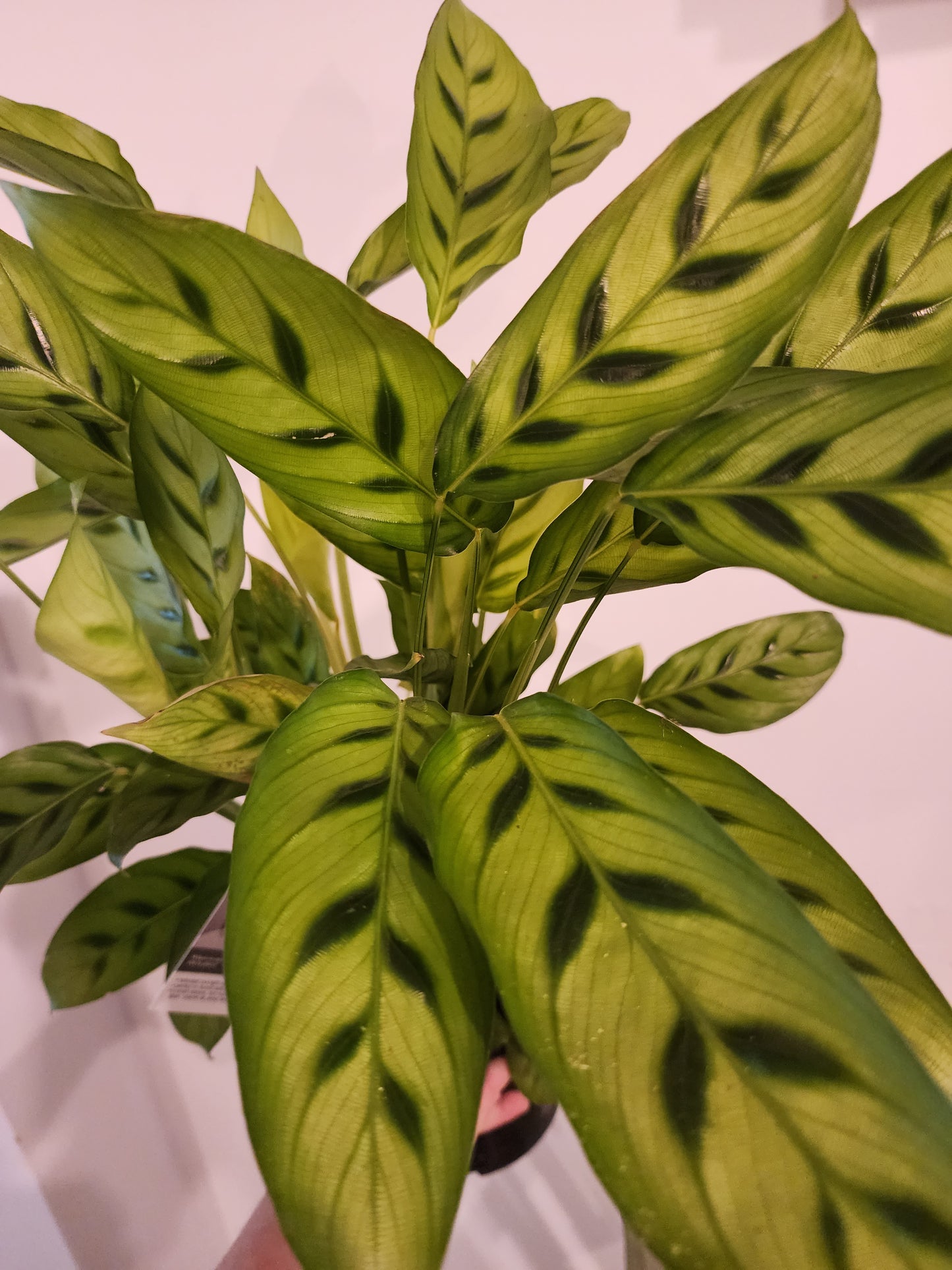 Calathea Leopardina - 17cm/7"