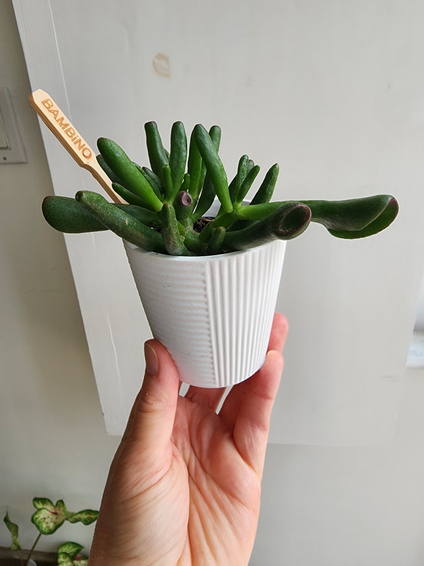 2.5in/6cm Tenang Pot Cover