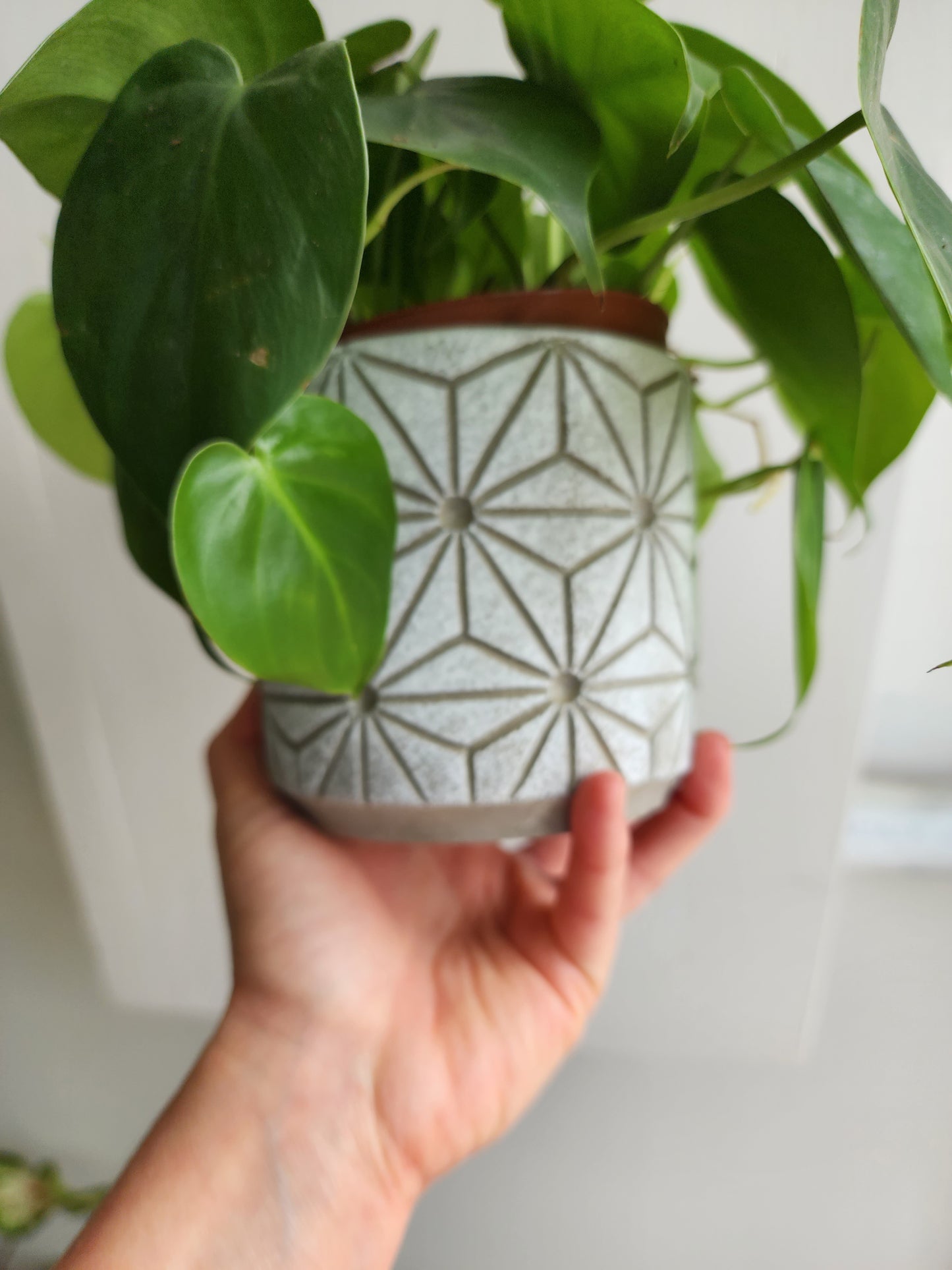 Dorottya Passion Concrete 4" Pot Cover