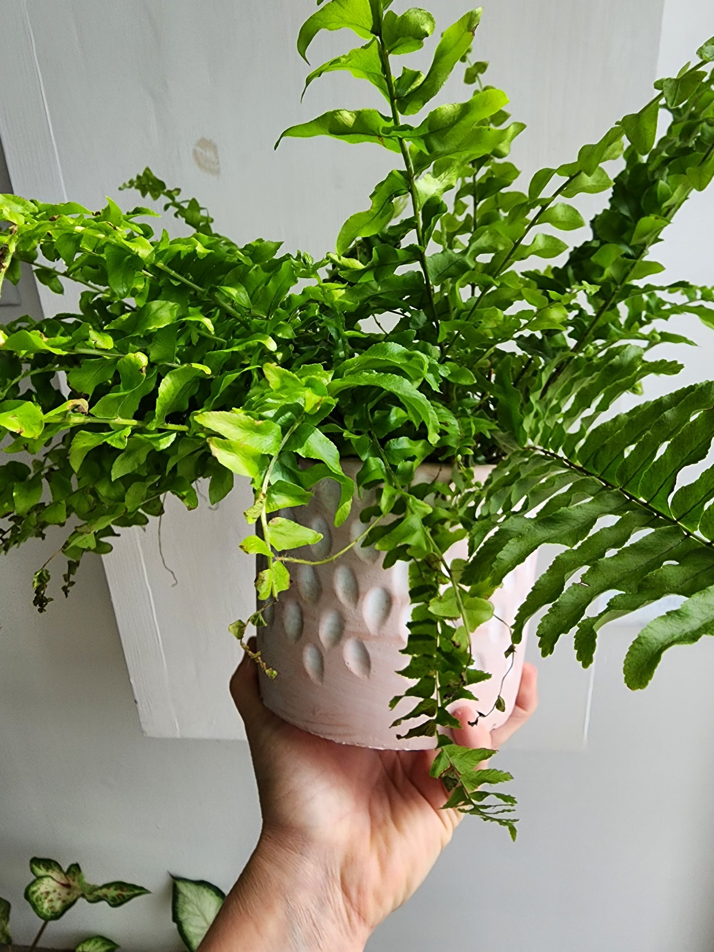 Yued Concrete Pot Cover - 12cm/5in