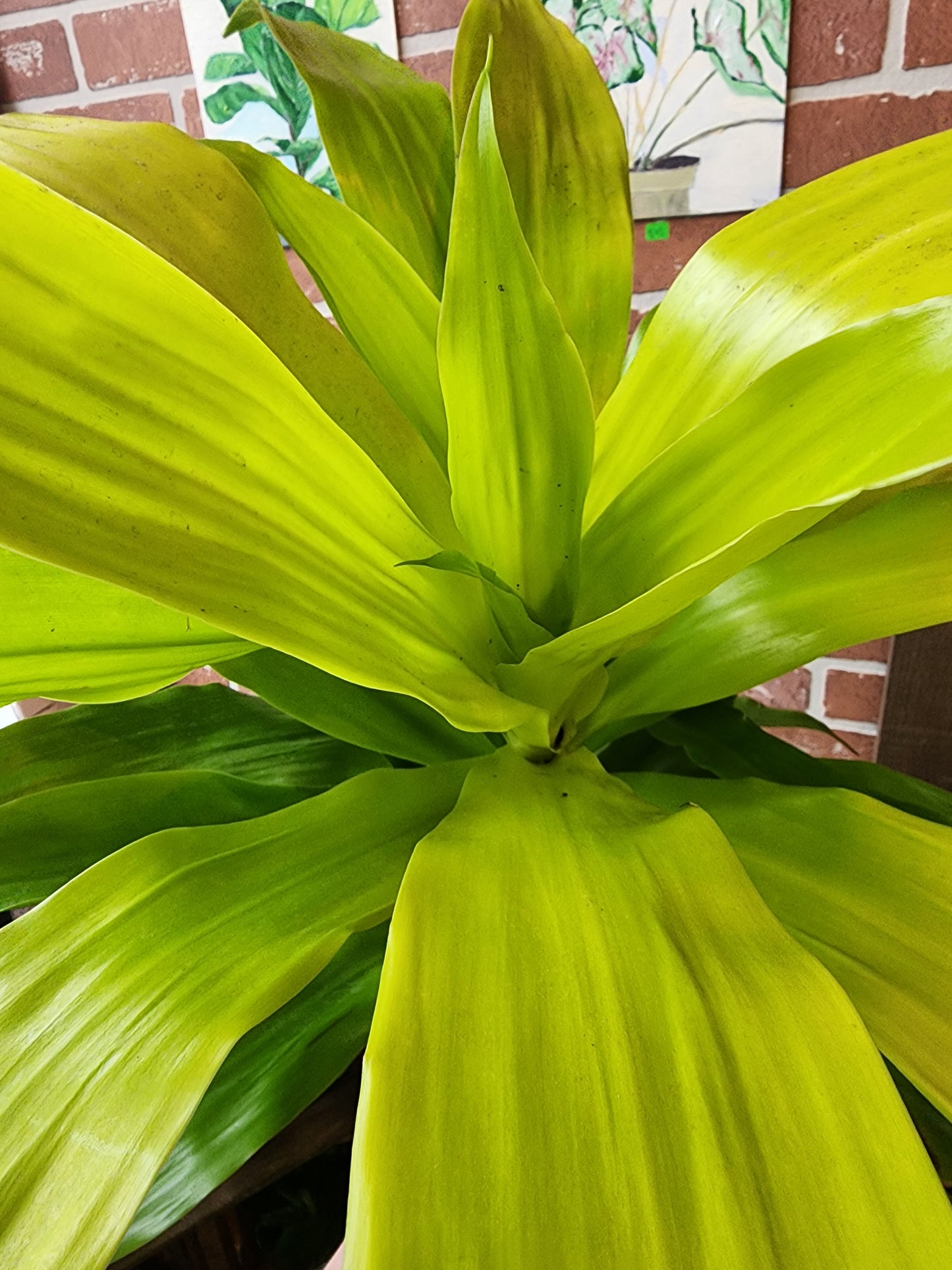 Dracaena Limelight - 15cm/6in
