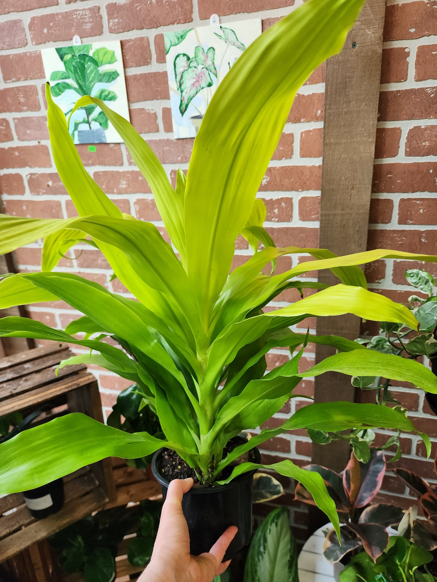 Dracaena Limelight - 15cm/6in