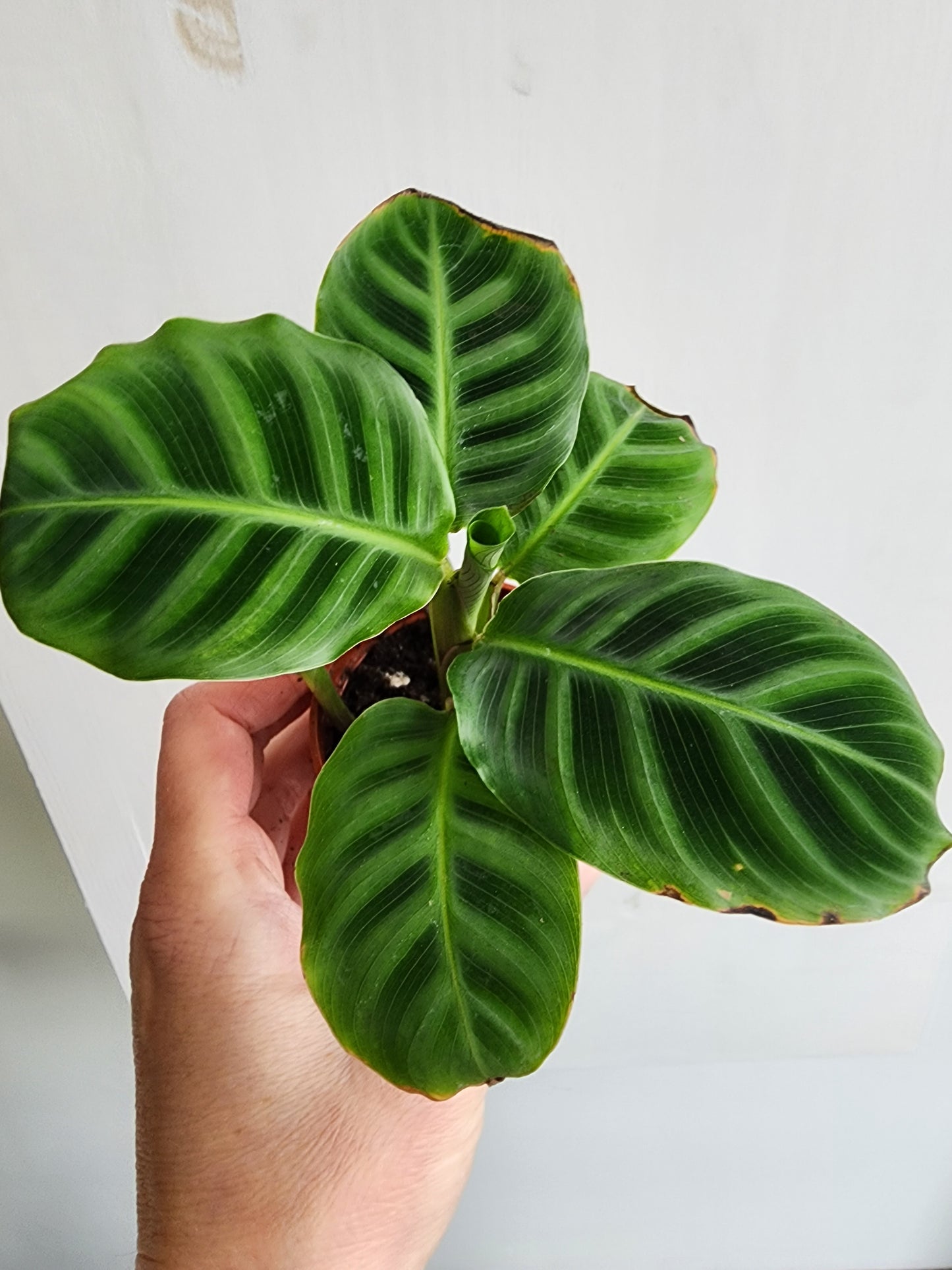 Calathea | Jungle Velvet - 5cm/2.5in