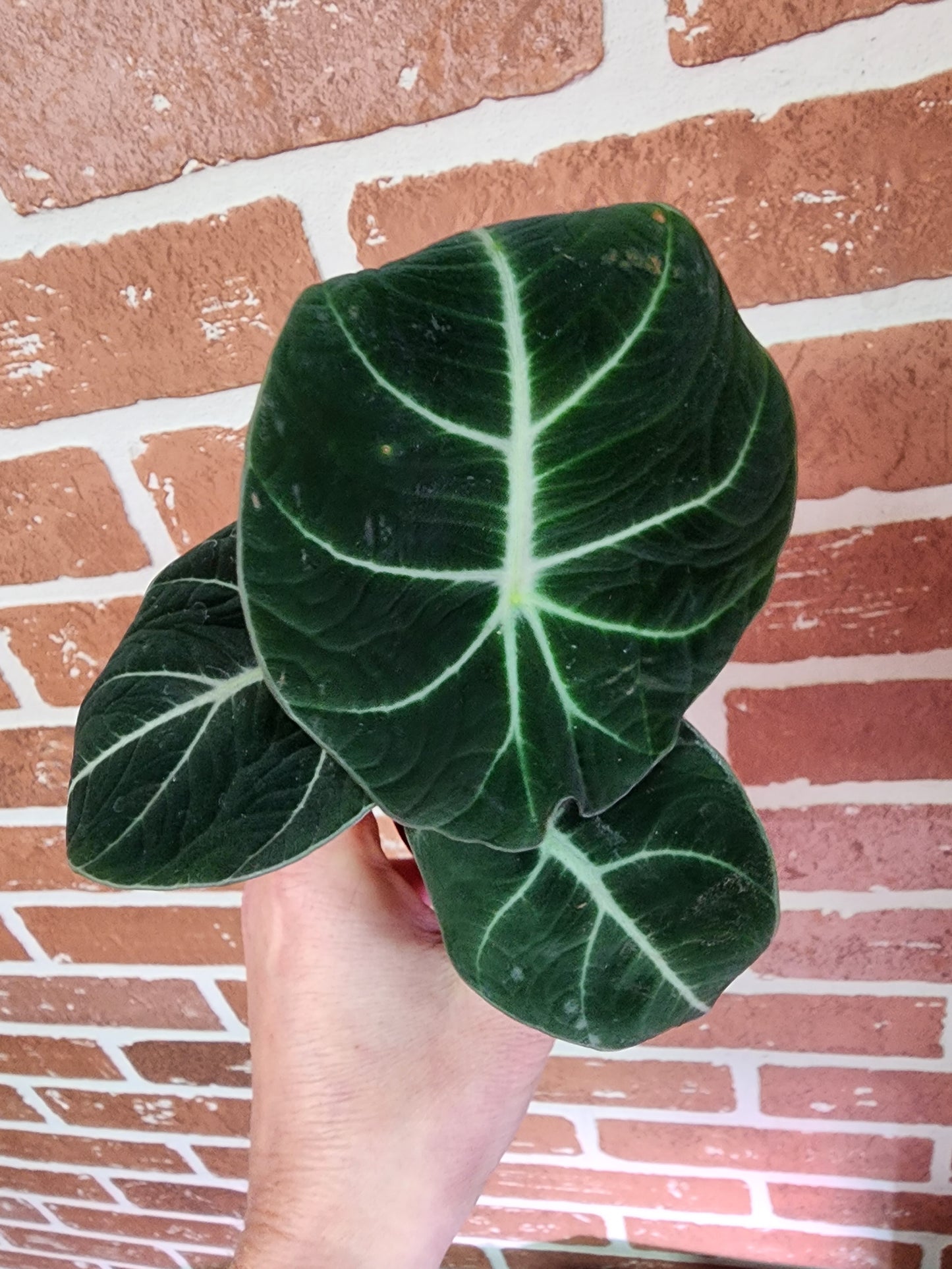 Alocasia Reginula | Black Velvet - 5cm/2.5in