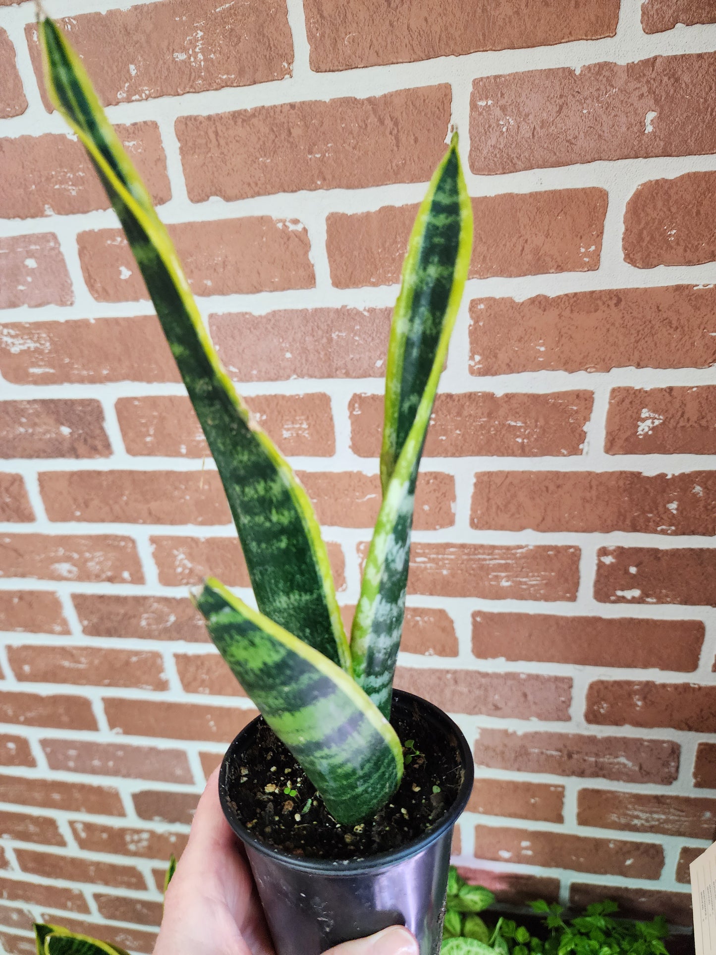 Sanseveria - 10cm/4in