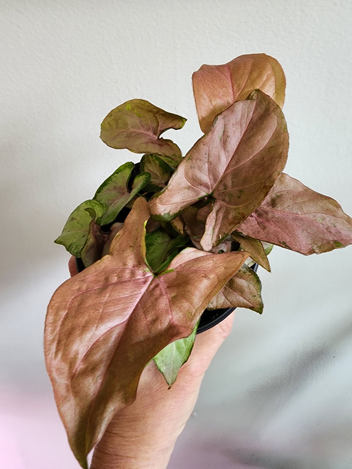 Nephthytis | Strawberry Cream - 5cm/2.5in