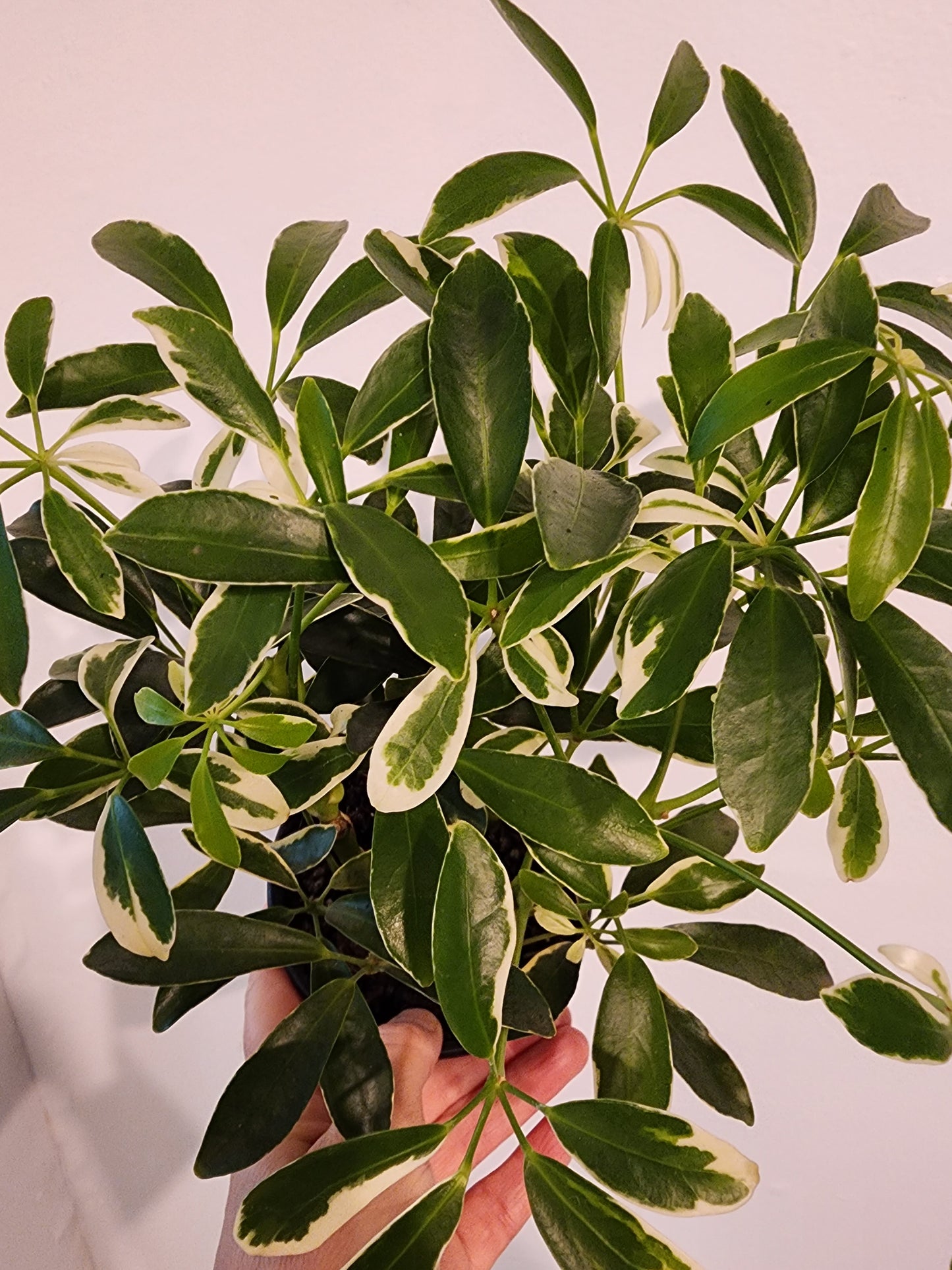 Umbrella Tree | Schefflera Arboricola Var- 15cm/6in.