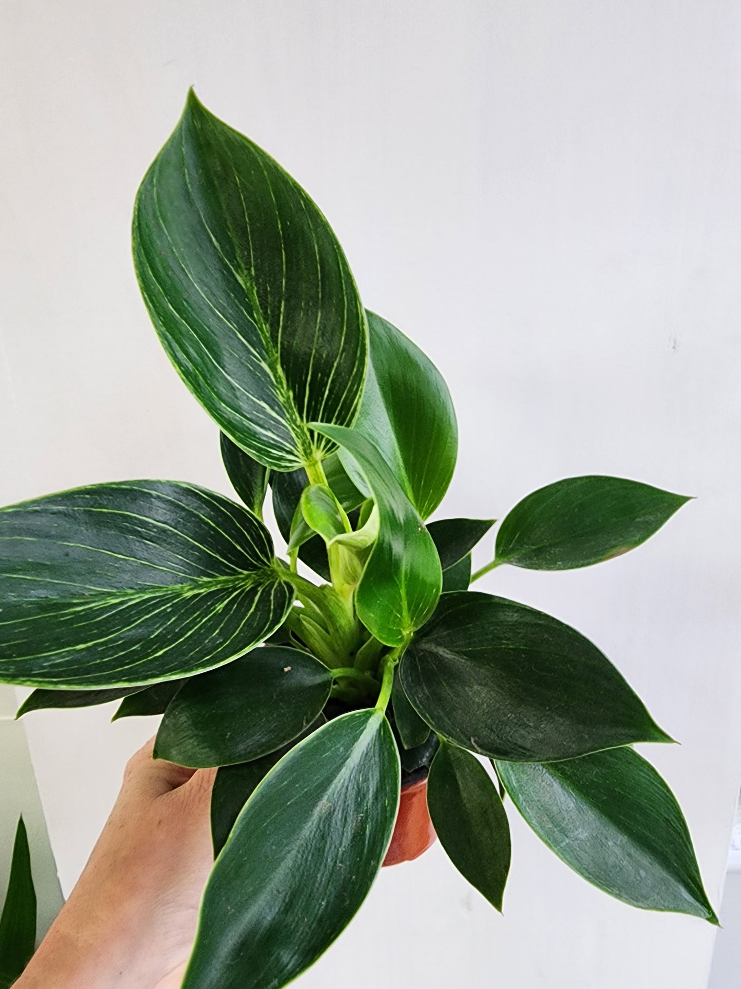 Philodendron Birkin - 9cm/3.5in