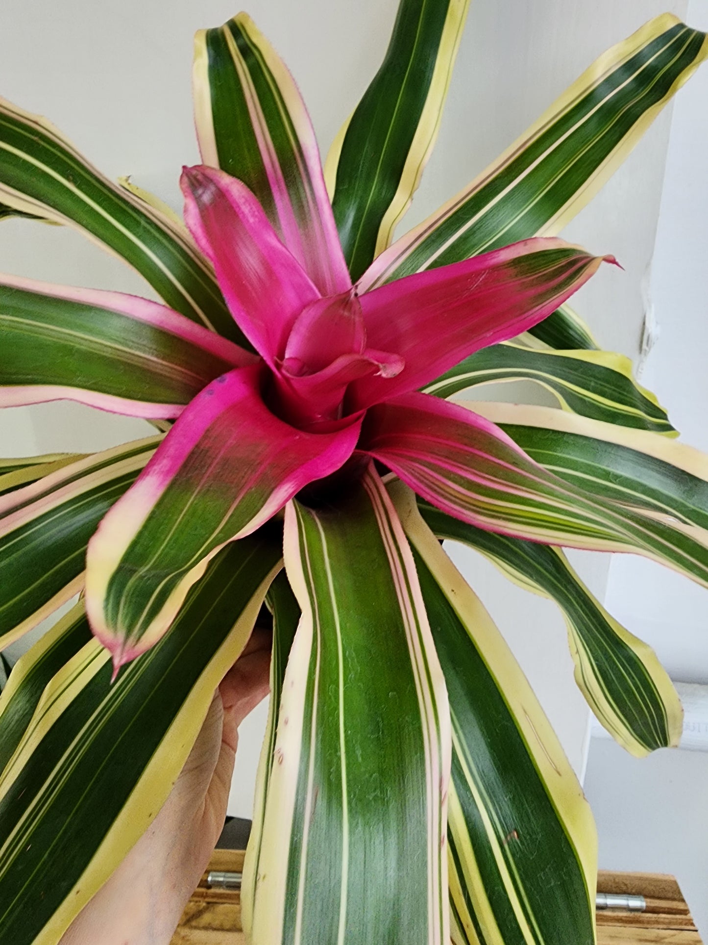 Bromeliad Neoregelia - 15cm/6in.