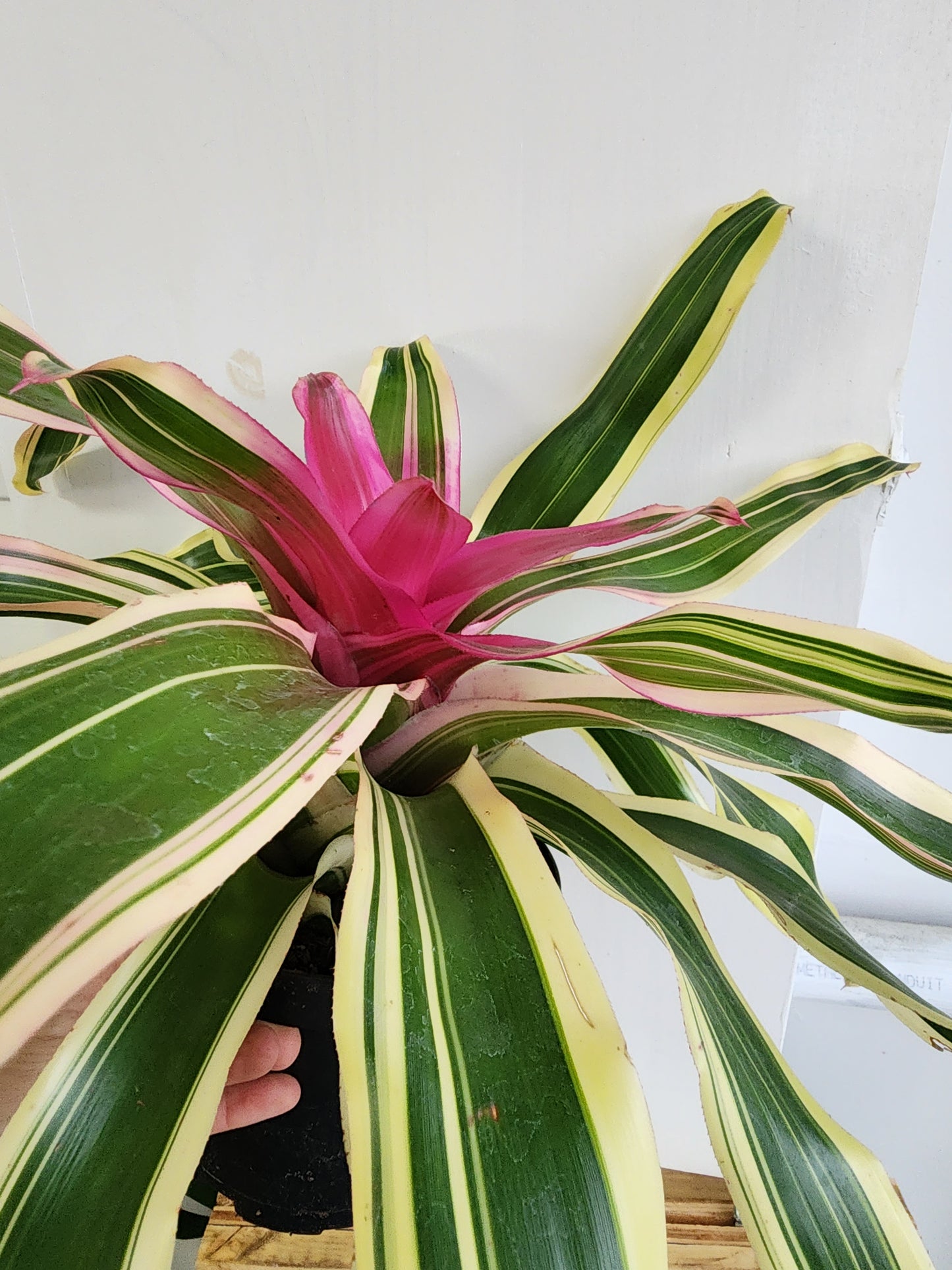Bromeliad Neoregelia - 15cm/6in.