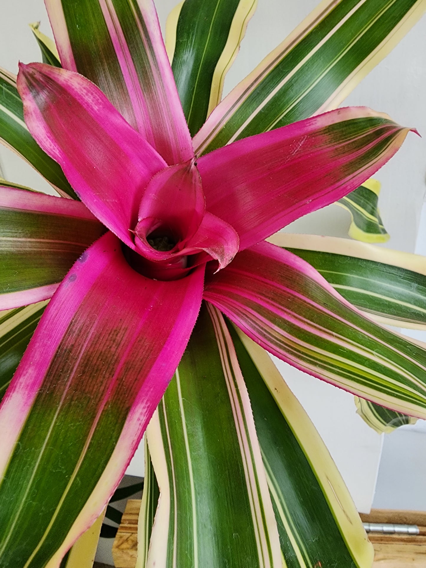 Bromeliad Neoregelia - 15cm/6in.