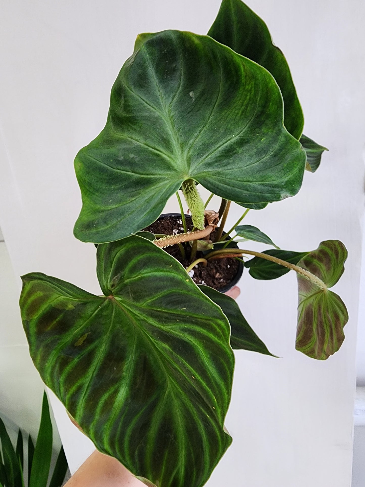 Philodendron Verrucosum | Ecuador Philo - 10cm/4"