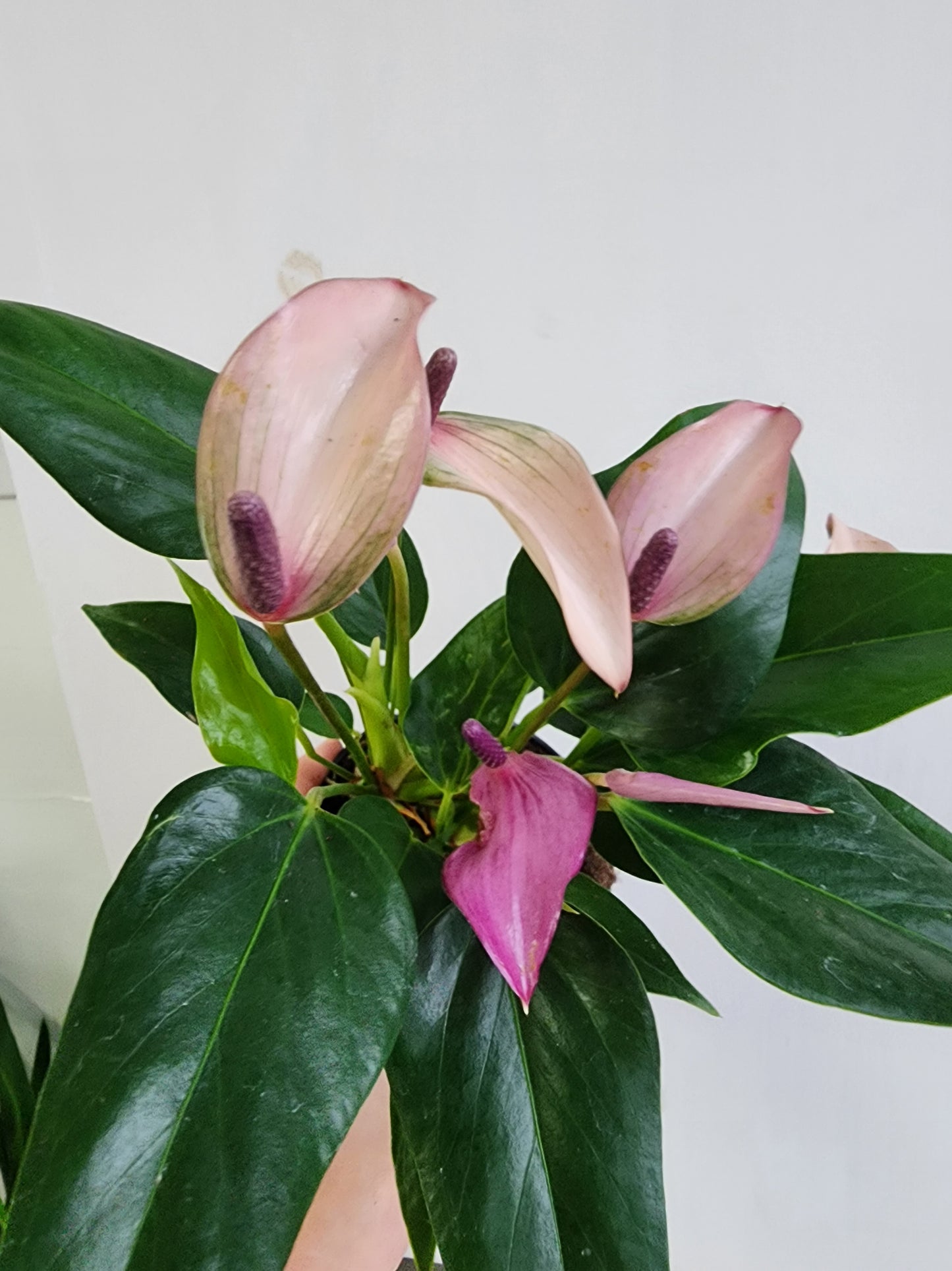 Anthurium Purple - 10cm/4in.