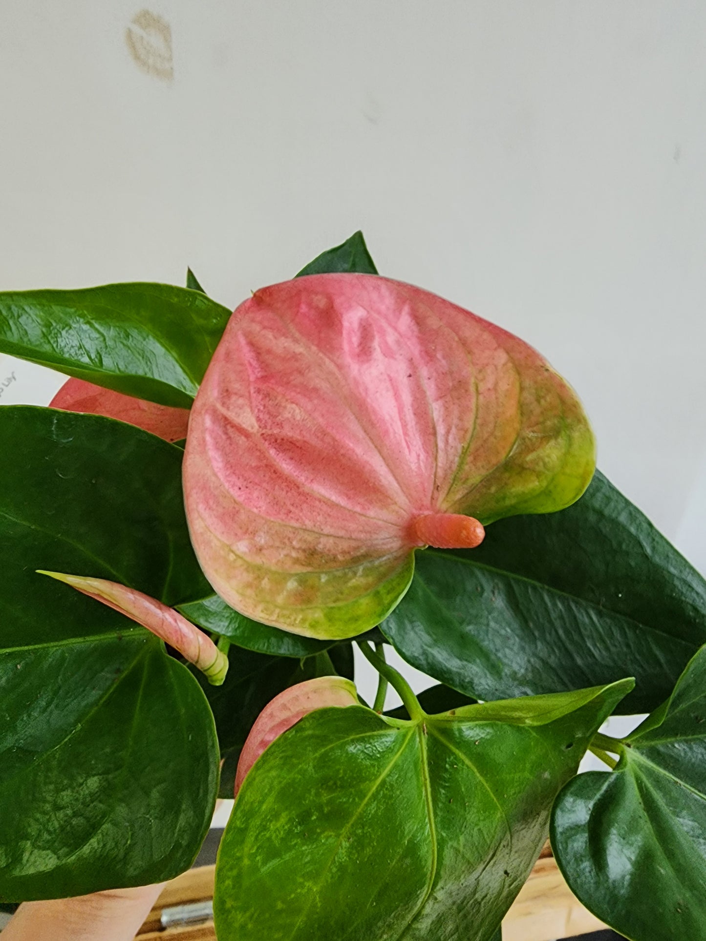 Anthurium Pink - 12cm/5in. Black Ceramic Pot