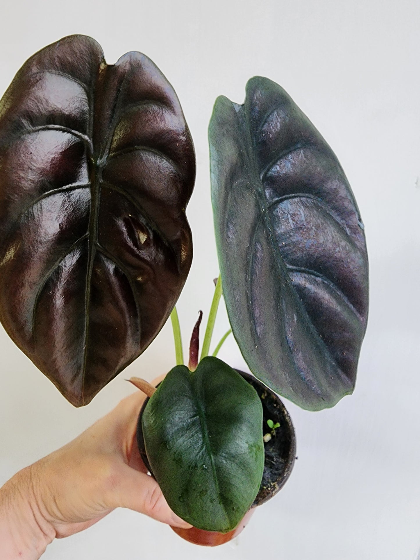 Alocasia "Red Secret" - 10cm/4in.