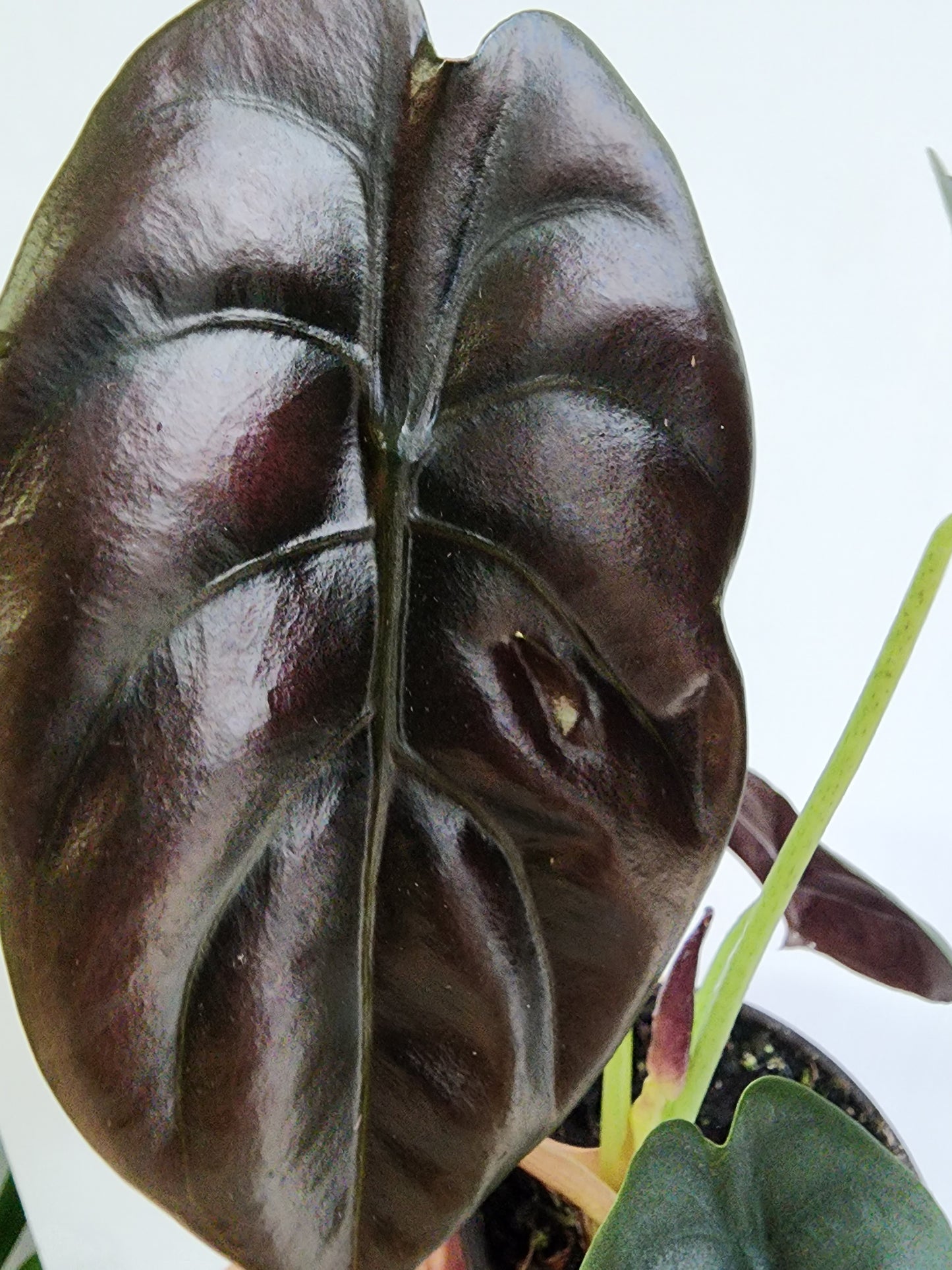 Alocasia "Red Secret" - 10cm/4in.