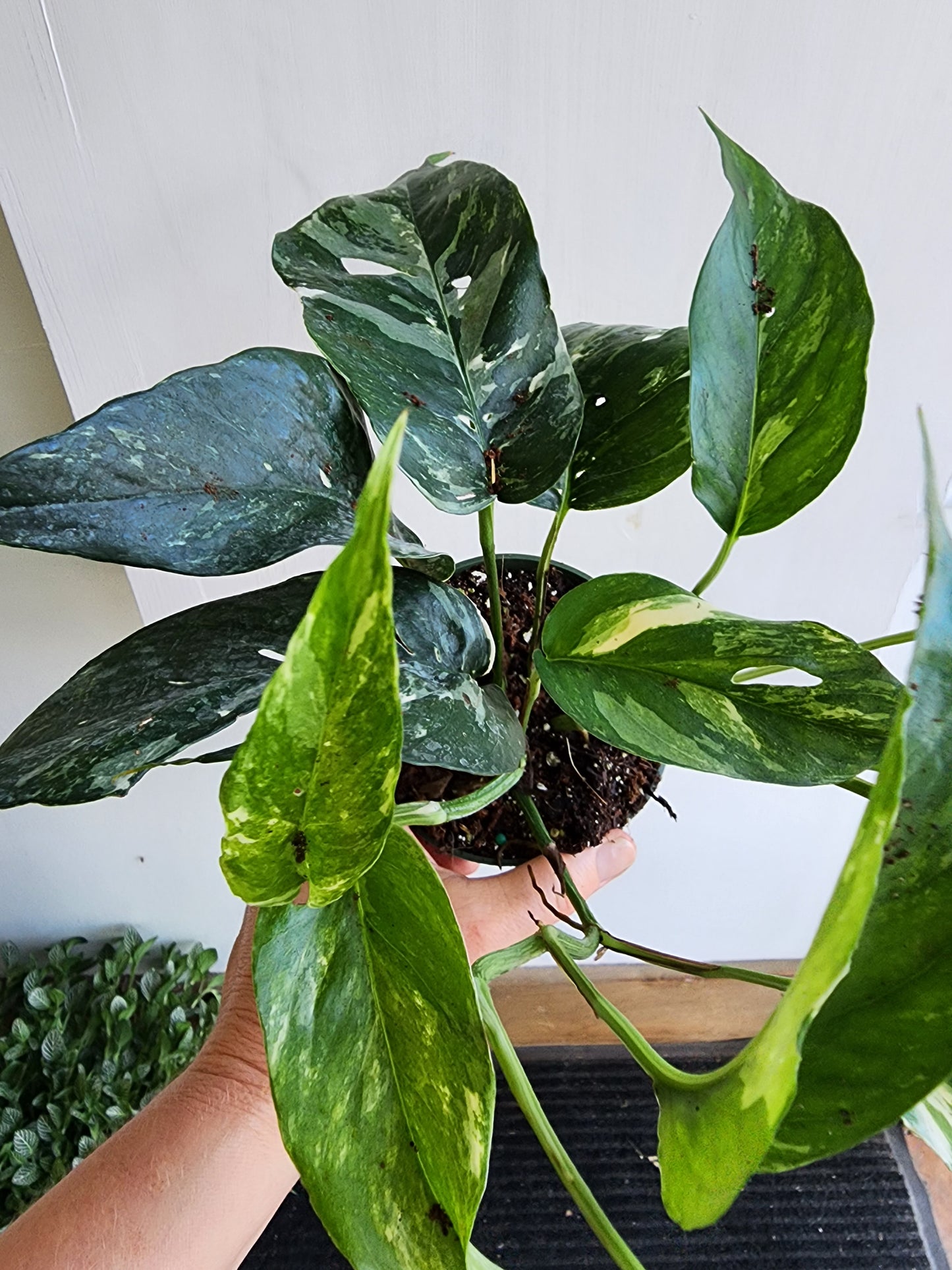 Epipremnum Pinnatum Albo - 10cm/4"