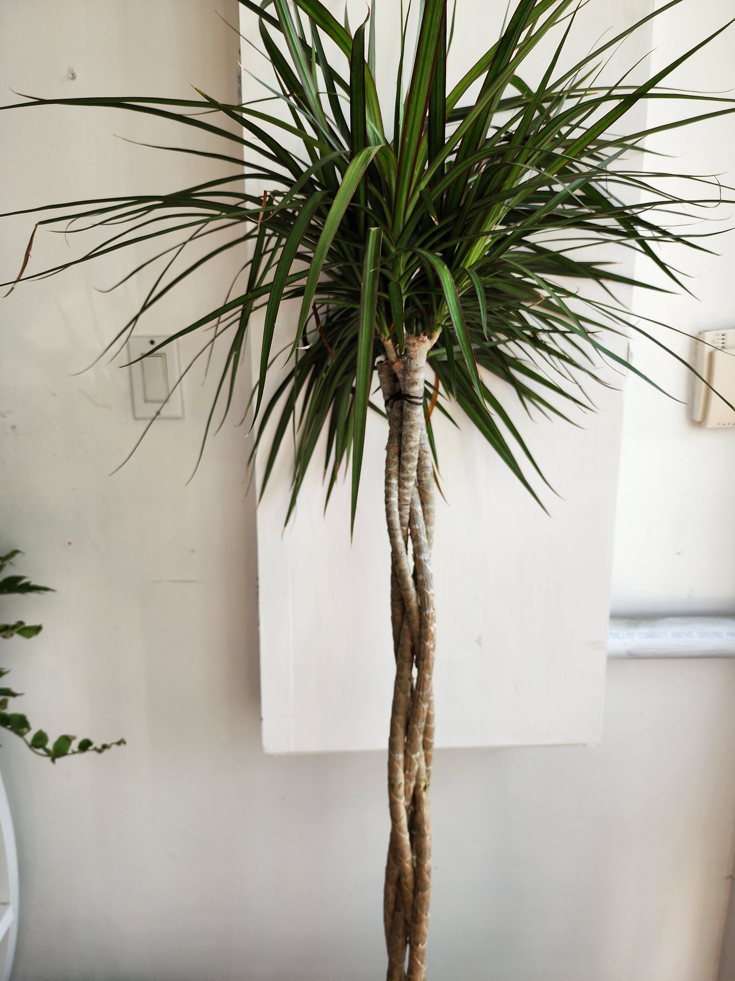 Dracaena Marginata Braid - 30cm/12"