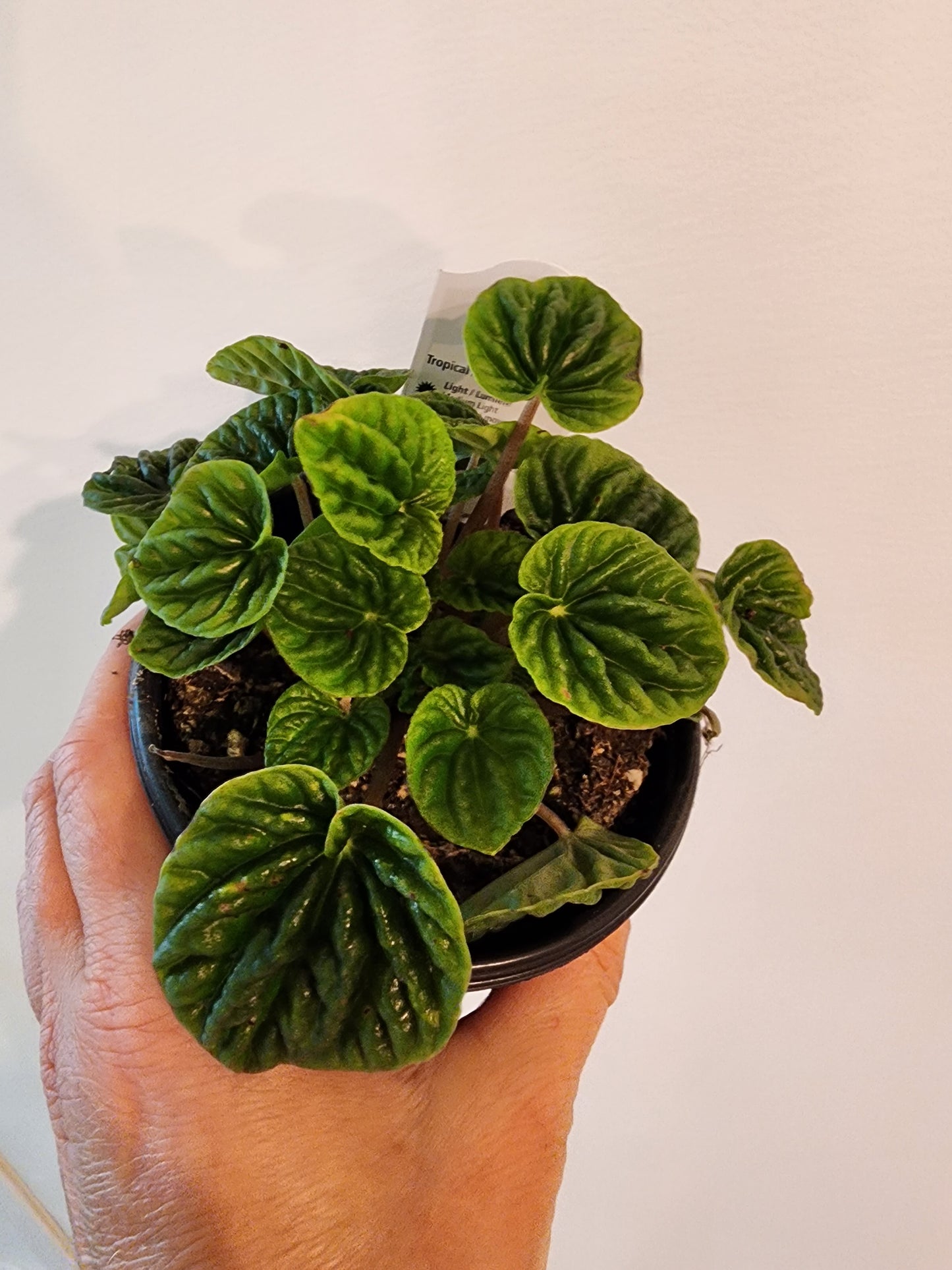 Peperomia Ripple Assorted - 10cm/4in.