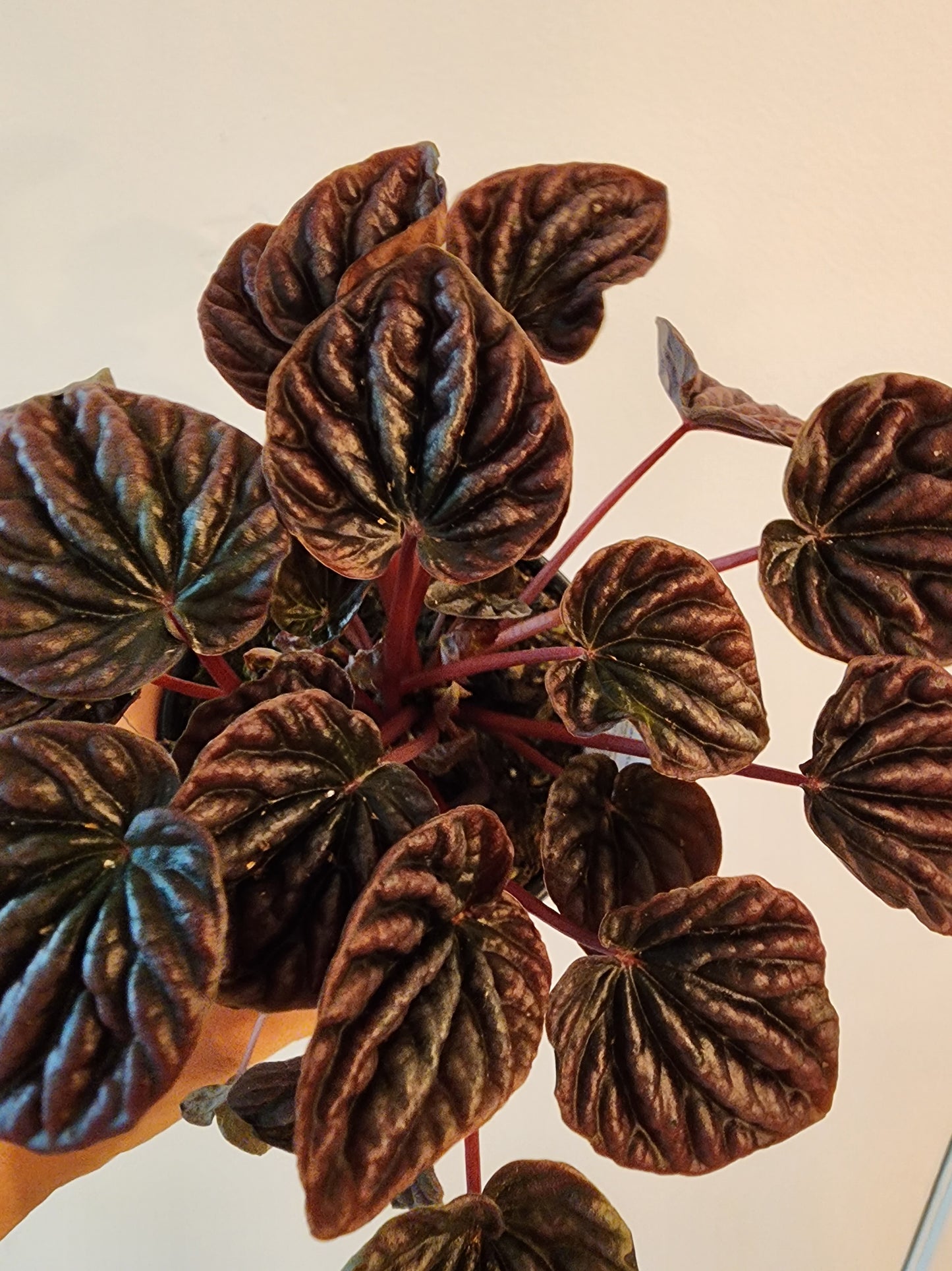 Peperomia Ripple Assorted - 10cm/4in.