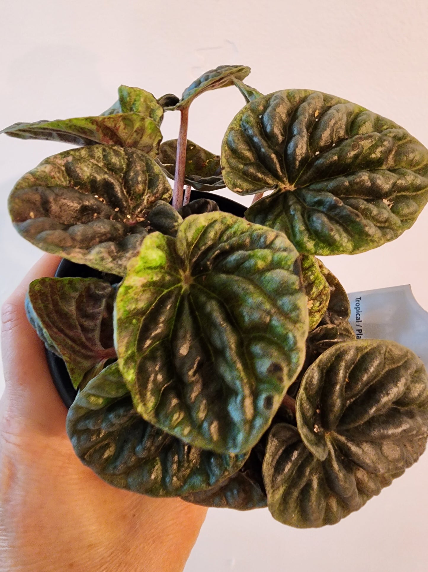 Peperomia Ripple Assorted - 10cm/4in.