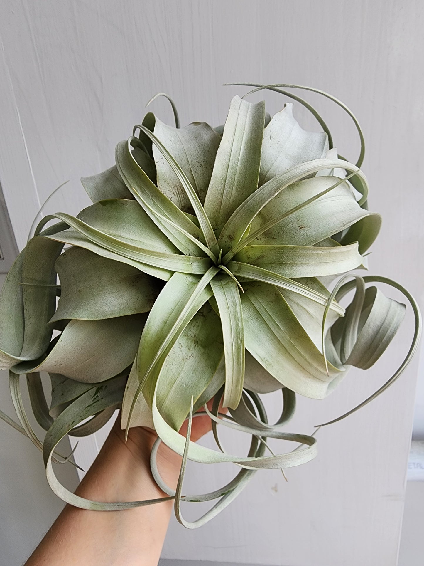 Air Plants | Tillandsia Xerographica - approx. 10-15cm