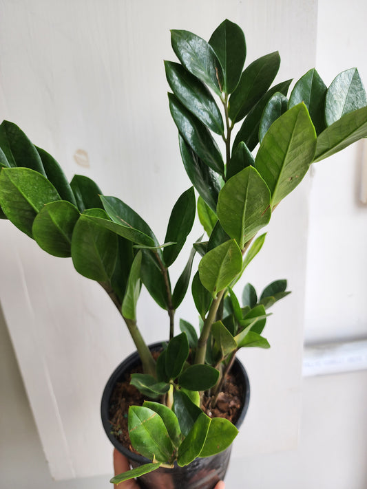 ZZ Plant | Zamioculcas Zamiifolia - 12cm/5"