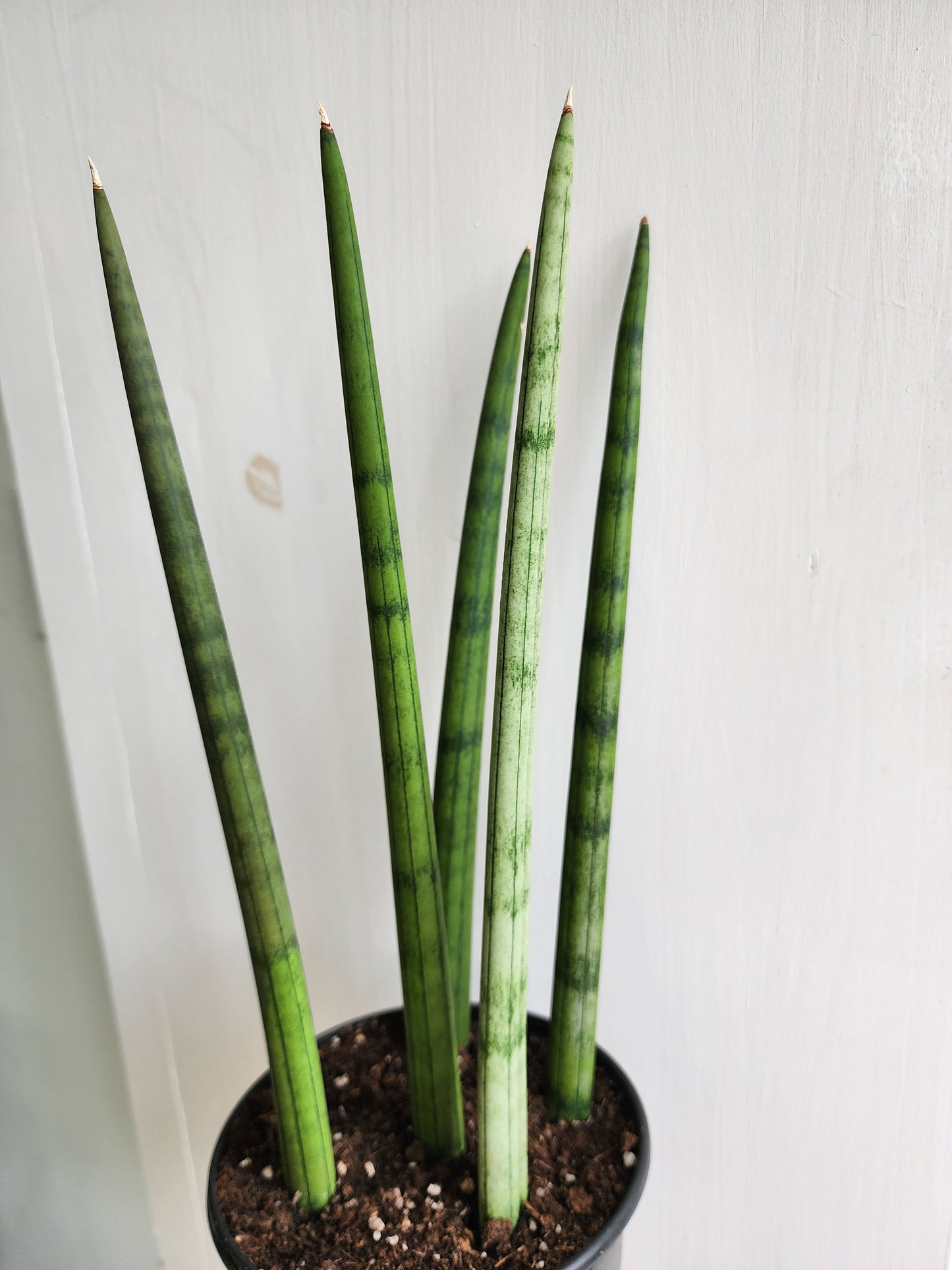 Sansevieria Cylindrica | Dragon Fingers - 15cm/6in