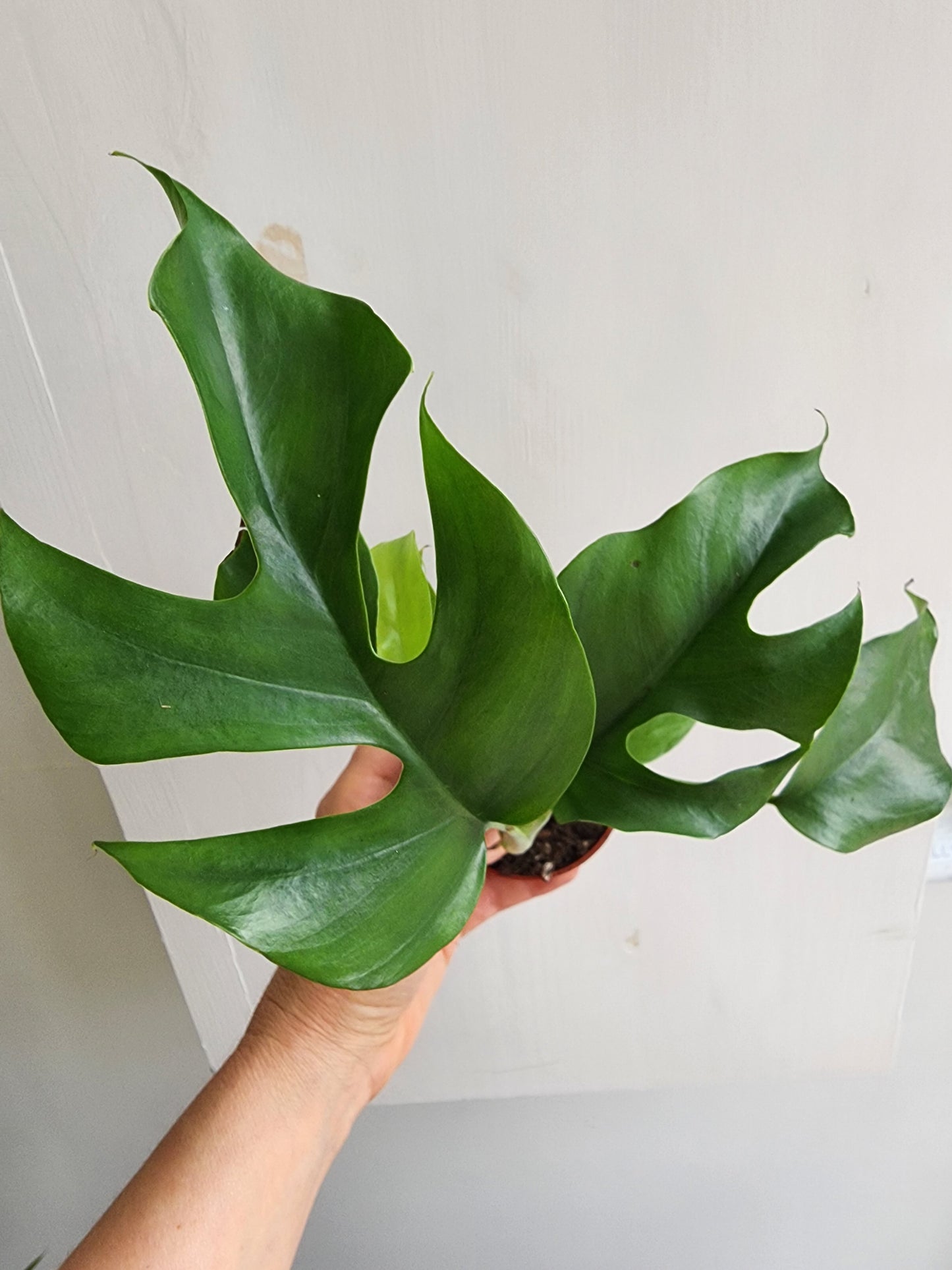 rhaphidophora tetrasperma - 5cm/2.5in