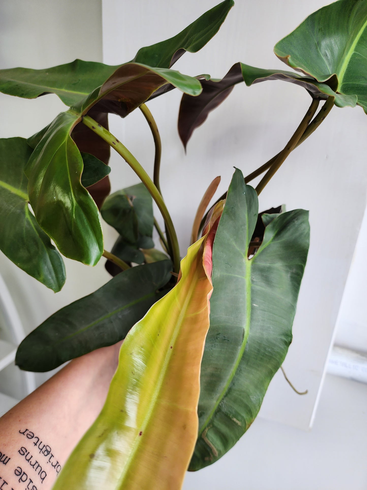 Philodendron Atabapoenese - 17cm/7in.