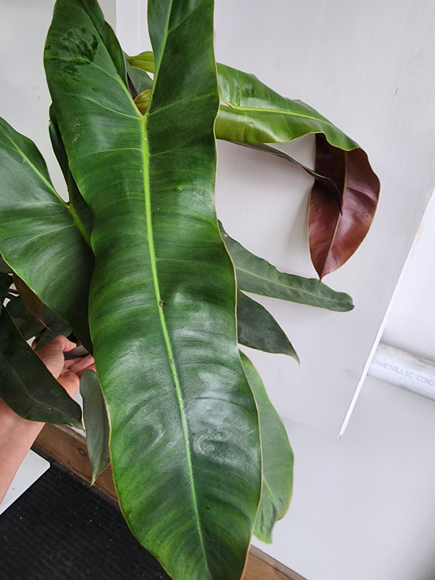 Philodendron Atabapoenese - 17cm/7in.