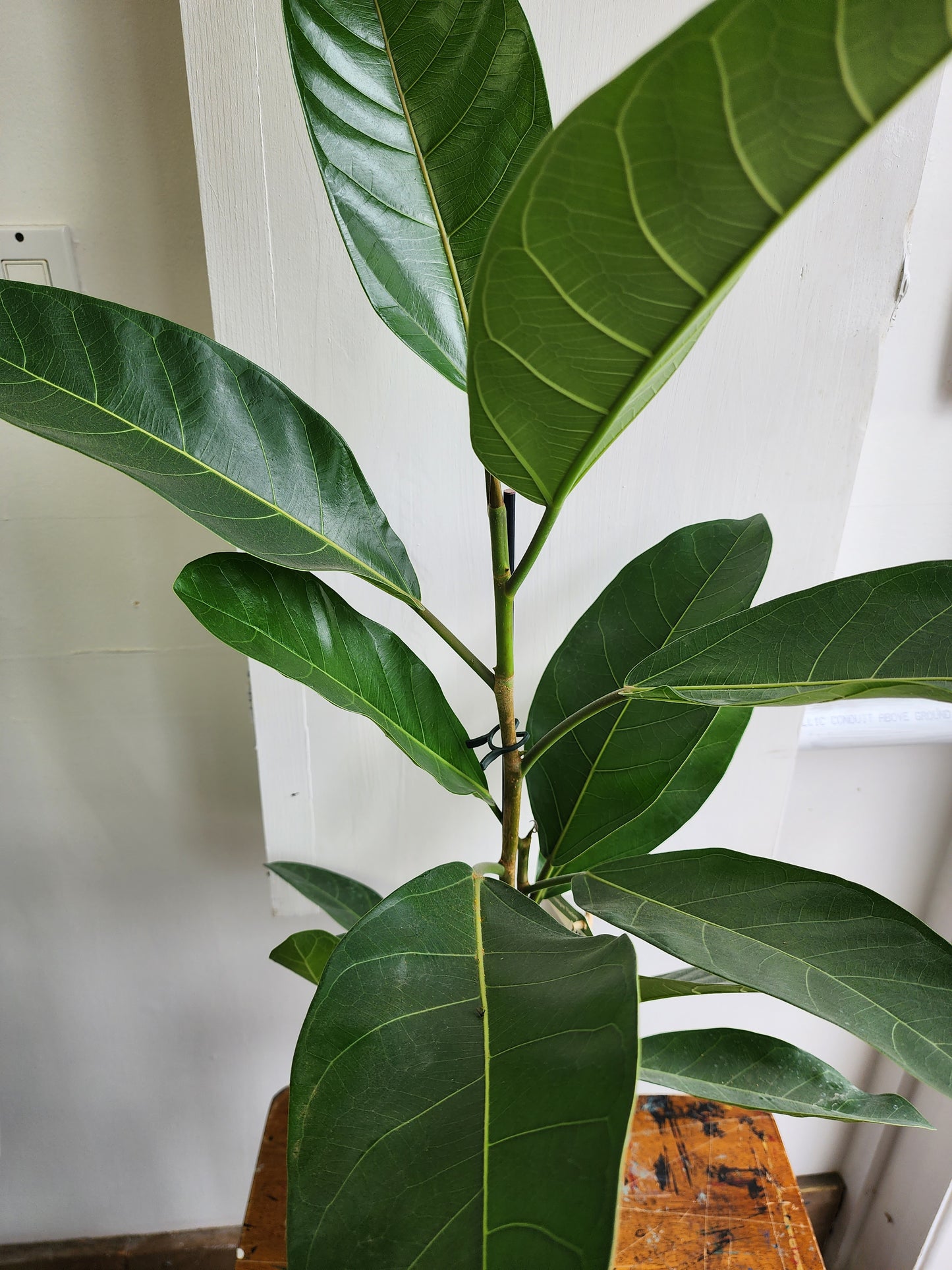 Ficus Benghalensis Roy - 17cm/7in