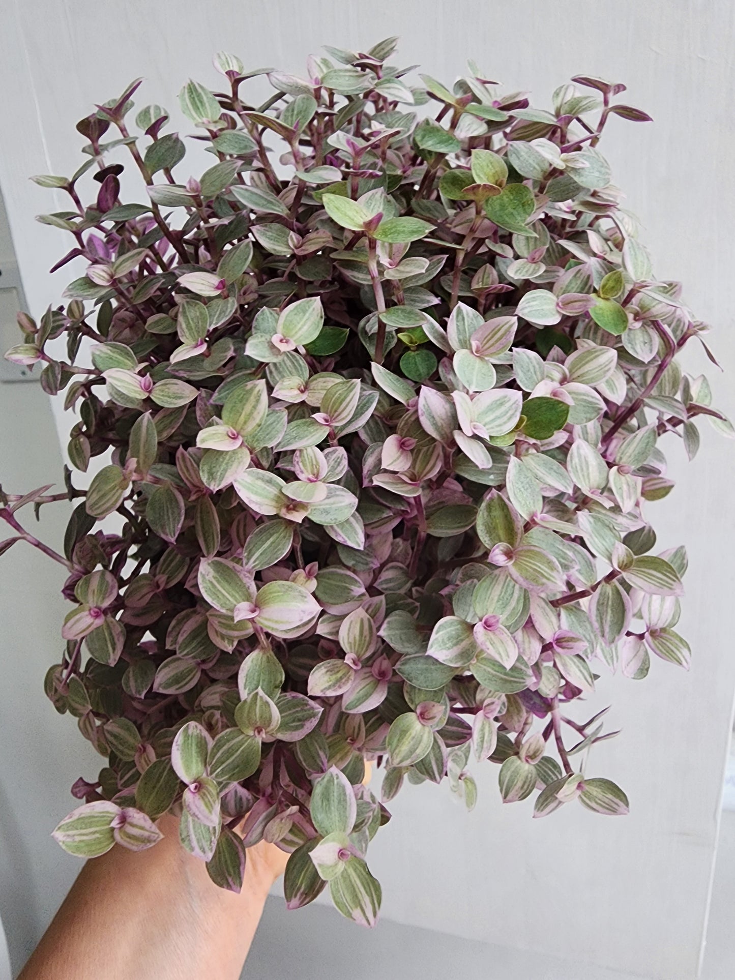 Tradescantia Callisia Rosita - 12cm/5"