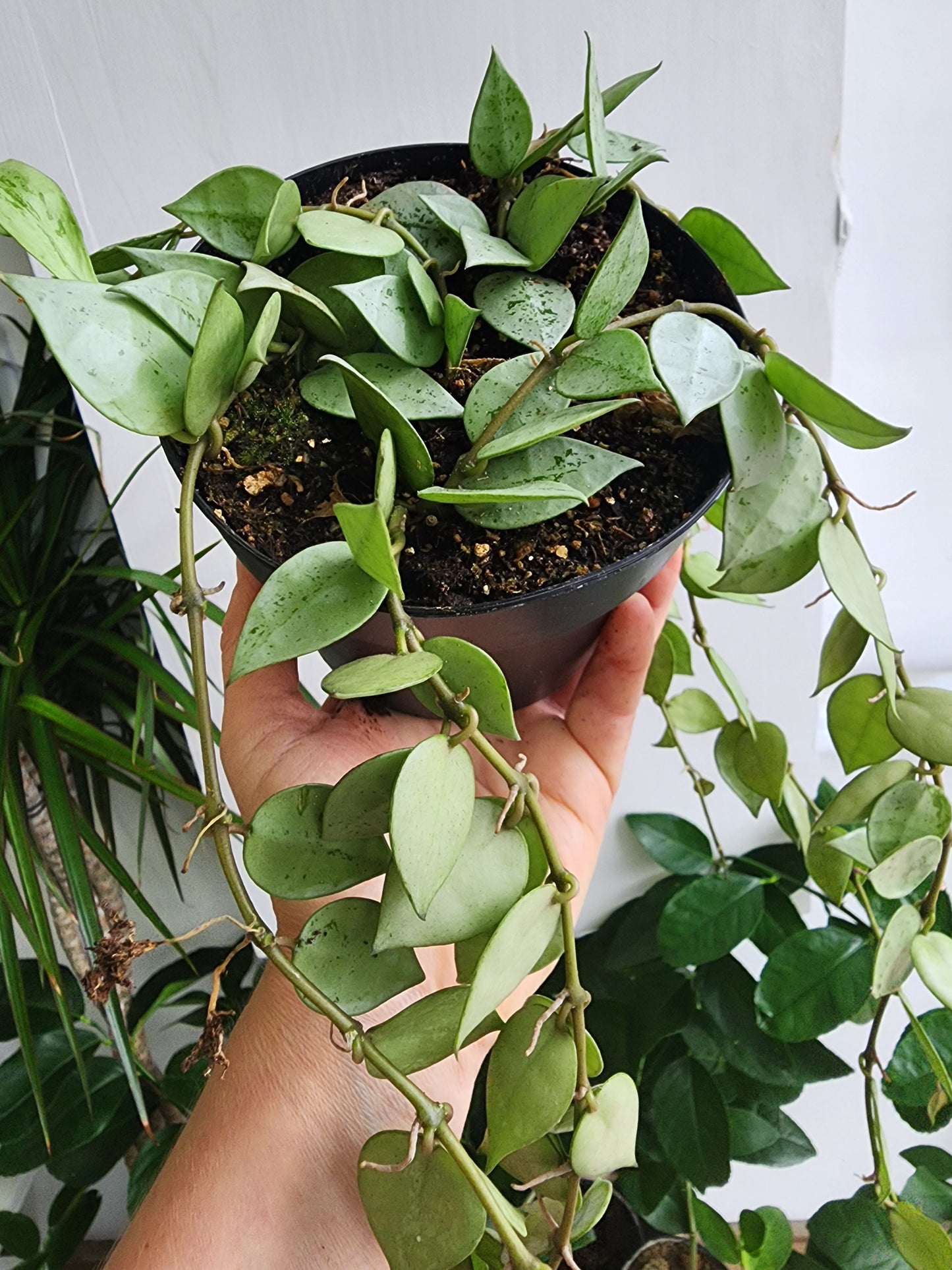 Hoya Krohniana Silver - 12cm/5"