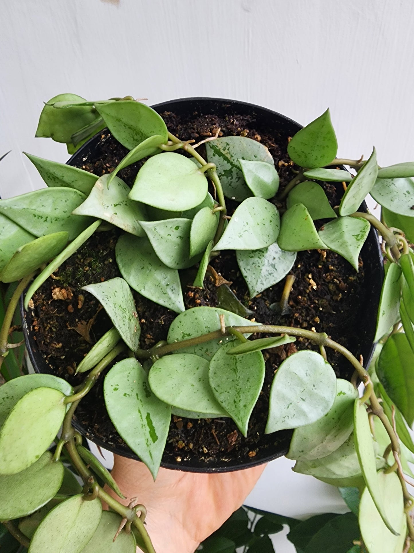 Hoya Krohniana Silver - 12cm/5"