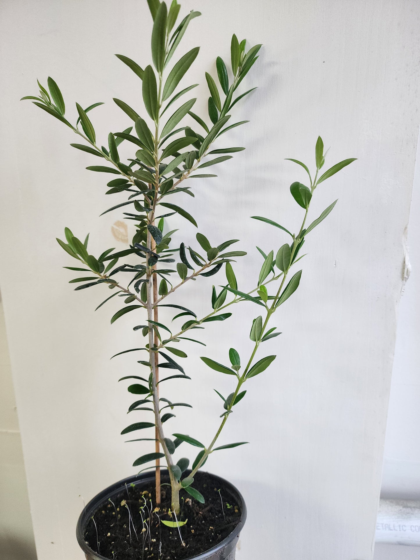 Olive Plant - 15cm/6in.
